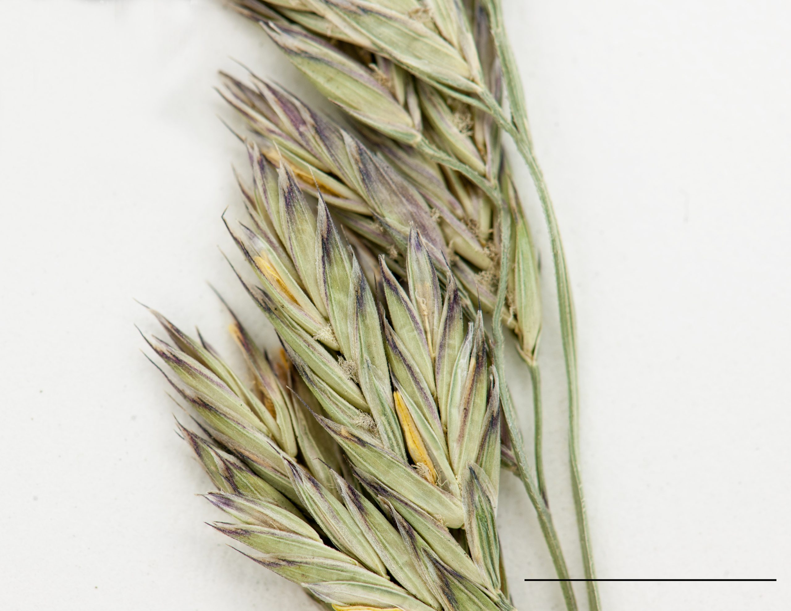 Section d'une panicule, épillets pluriflores