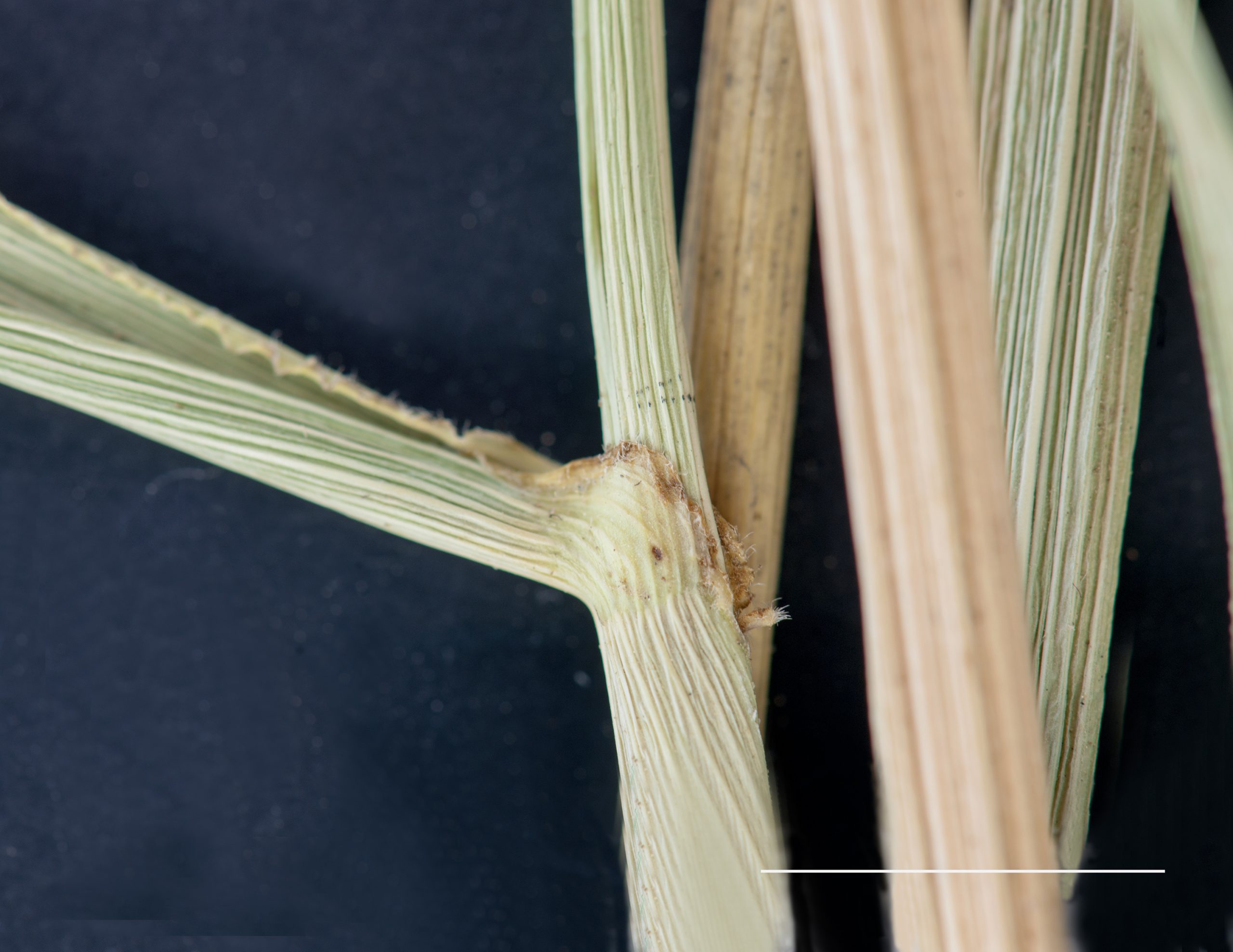 Base du collet épaissie, gaine glabre