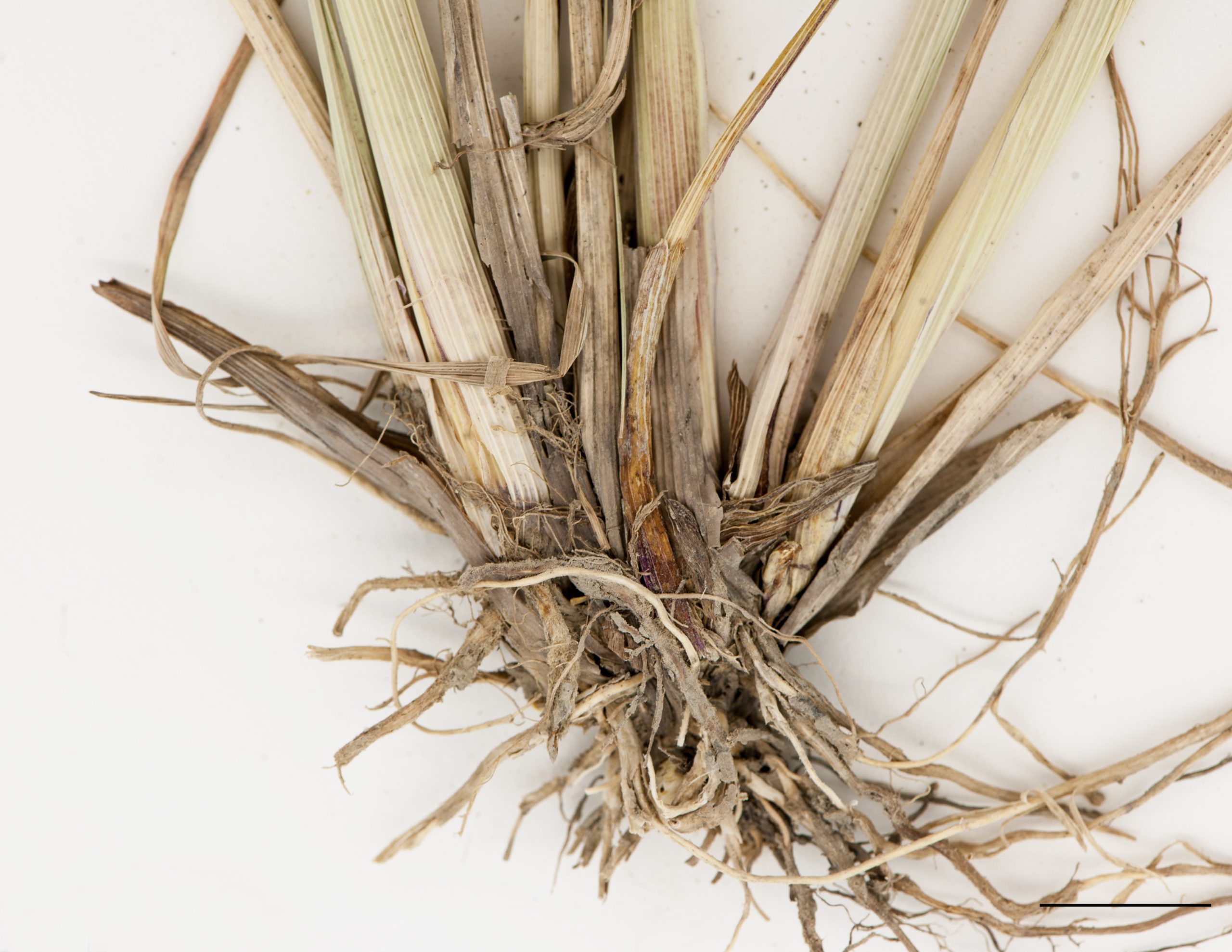 Rhizomes courts et racines fibreuses