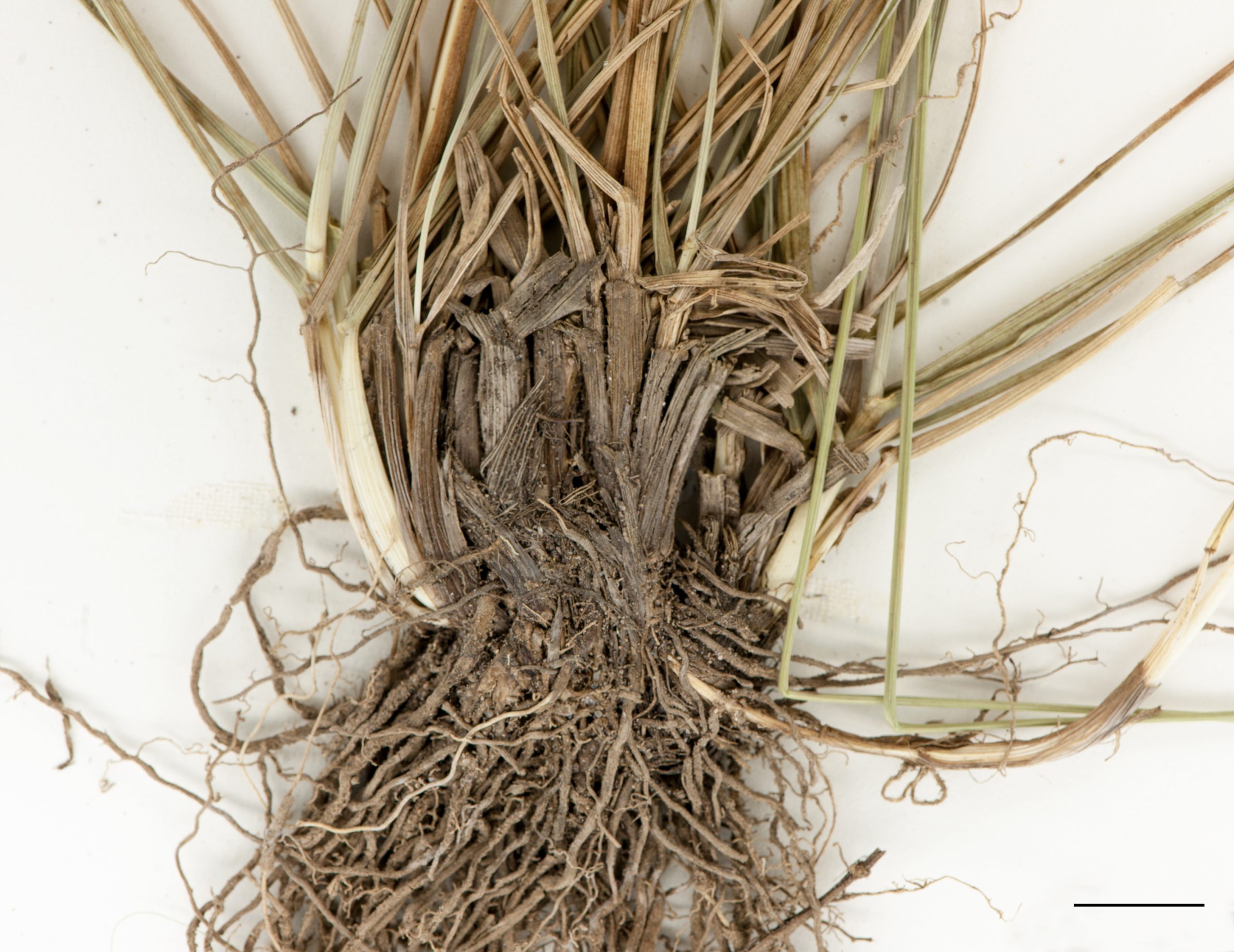 Rhizomes courts et racines fibreuses