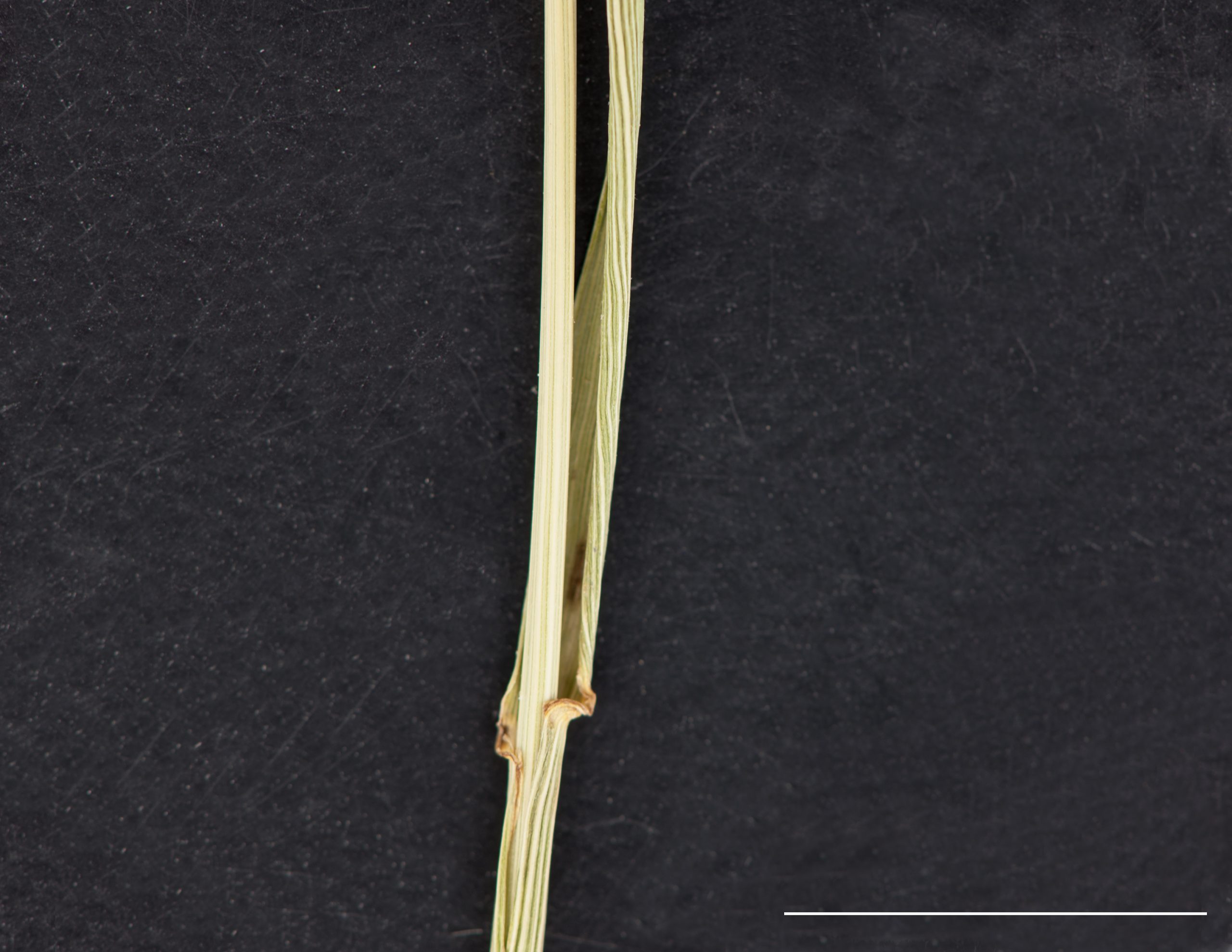 Base du collet épaissie, gaine glabre