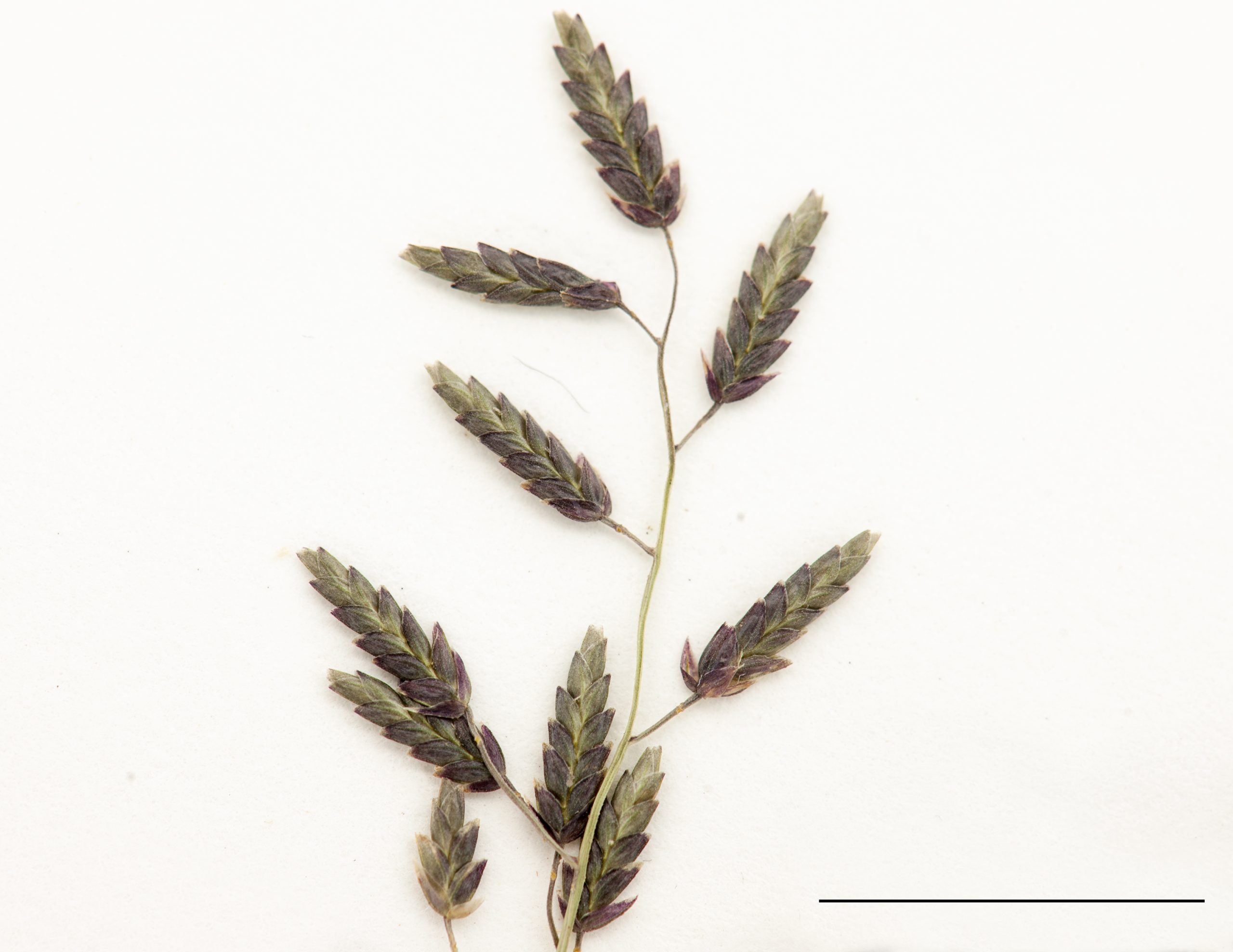 Épillets multiflores portés sur des branches distinctes