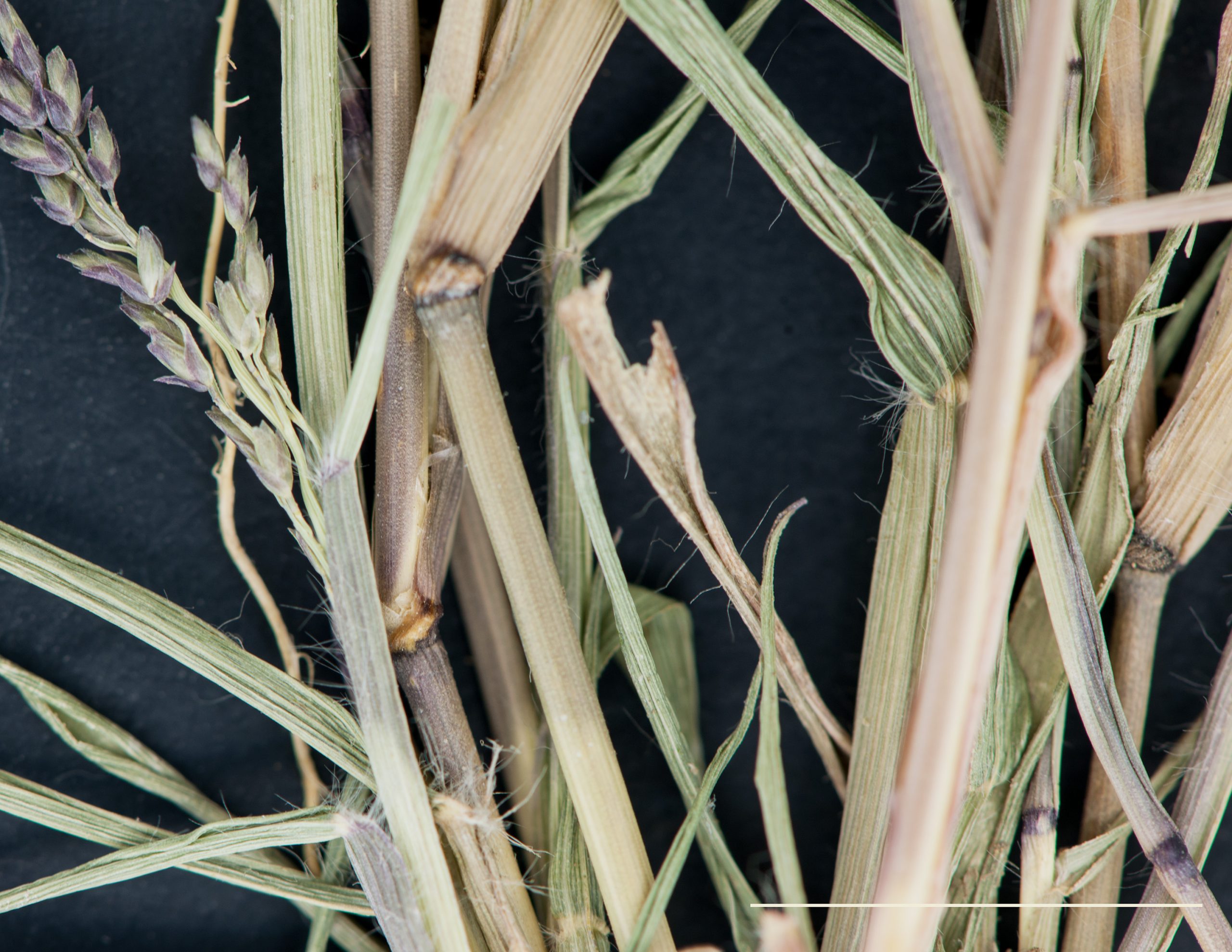 Marge de la gaine et collet cilié