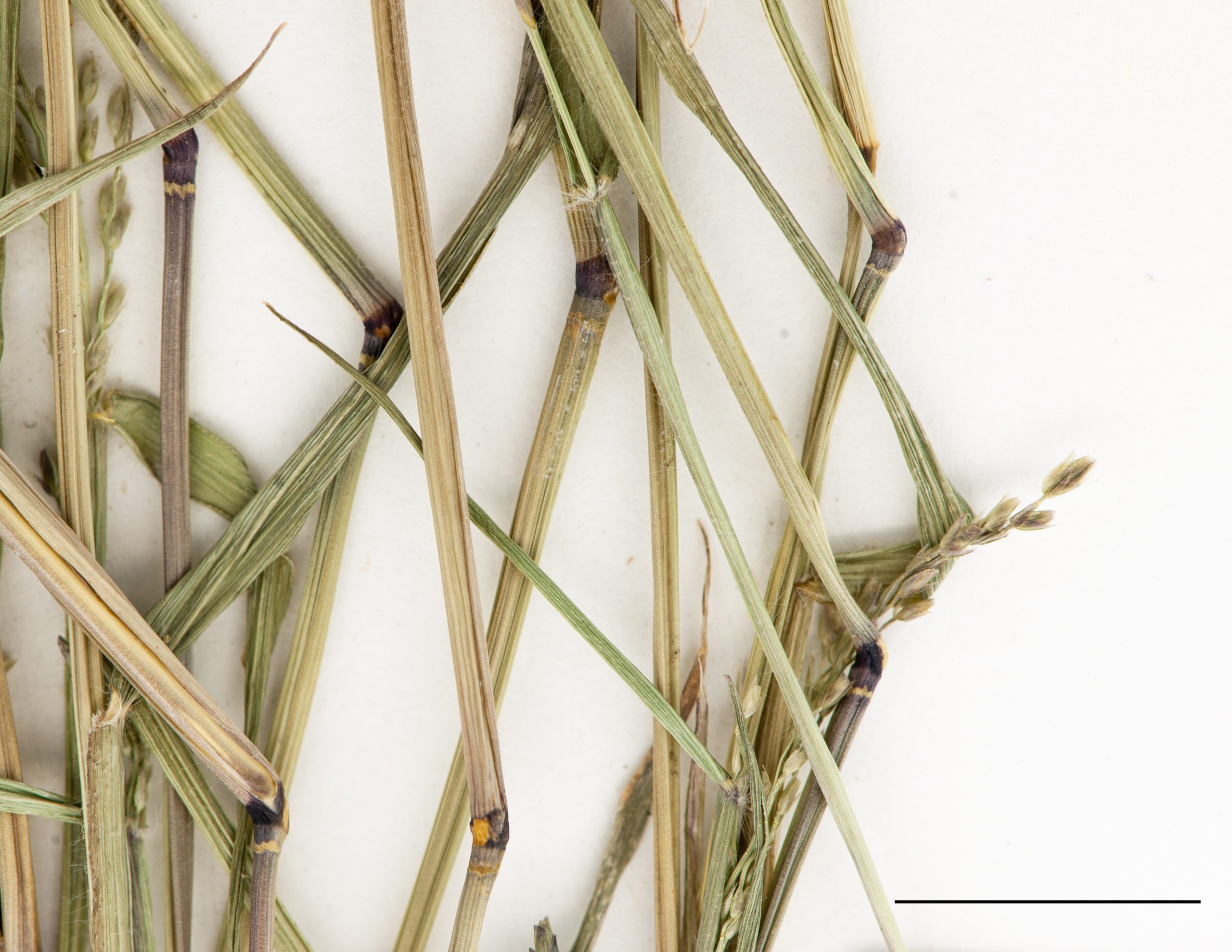 Tige glabre, nœuds géniculés