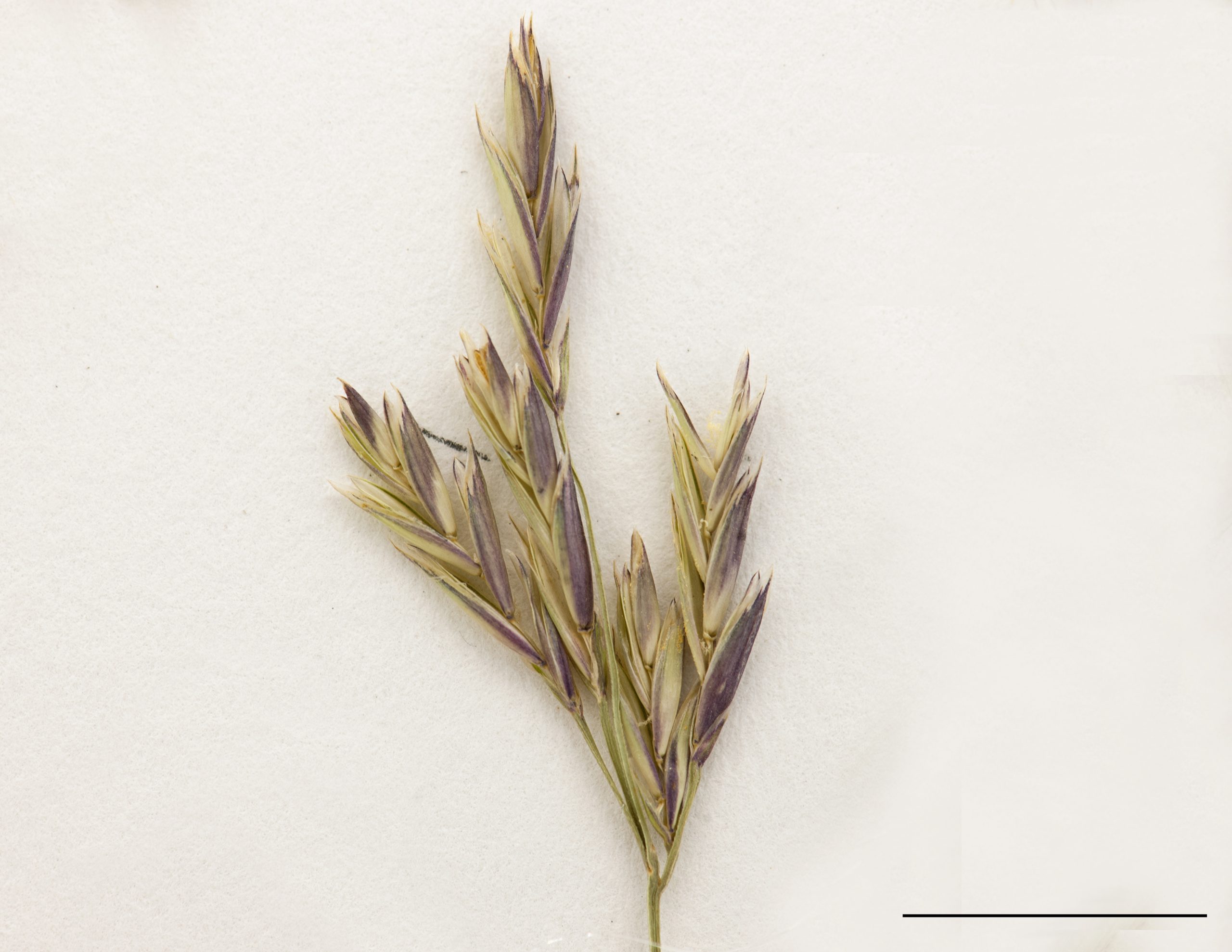 Section d'une panicule, épillets pluriflores