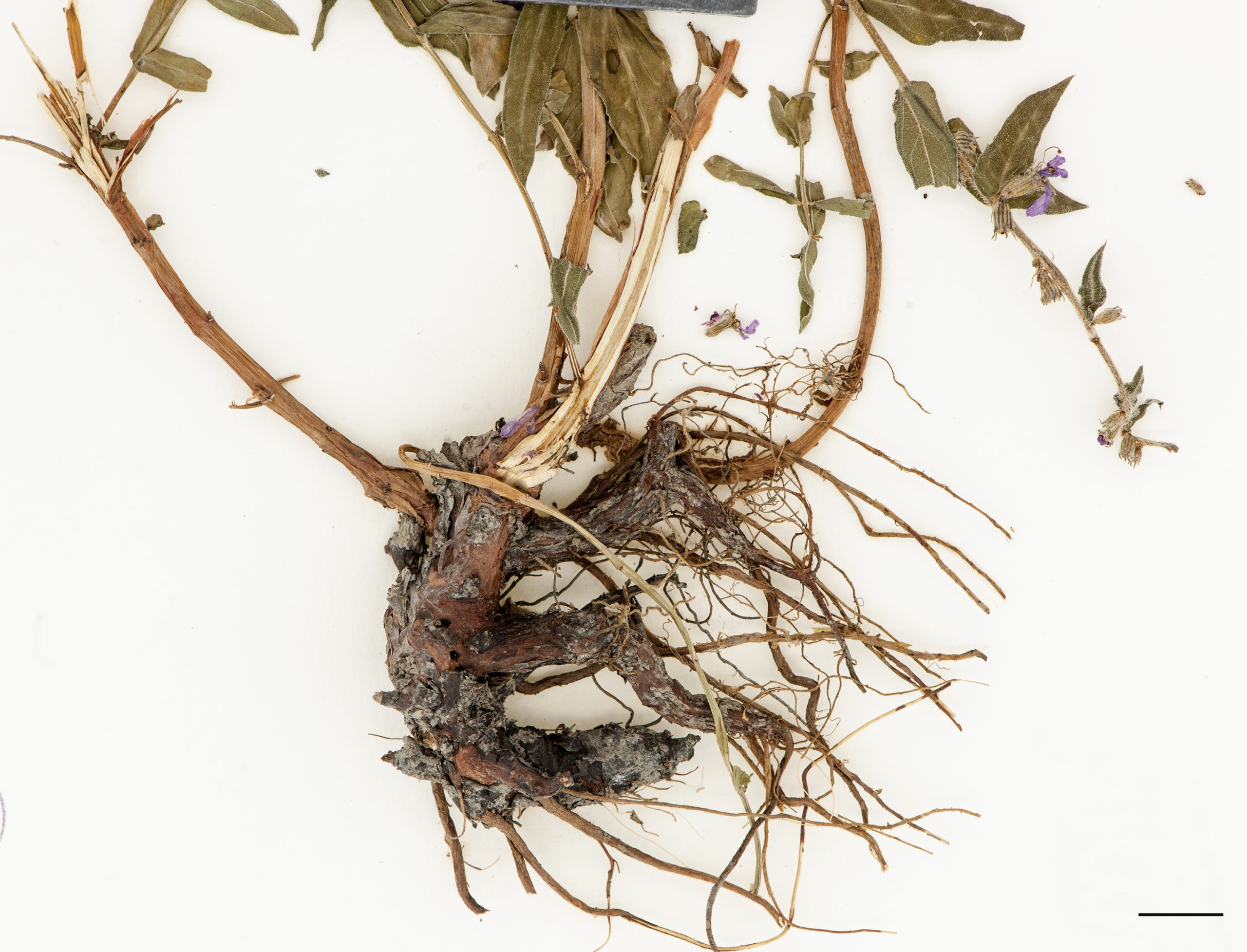 Rhizomes épais et ligneux