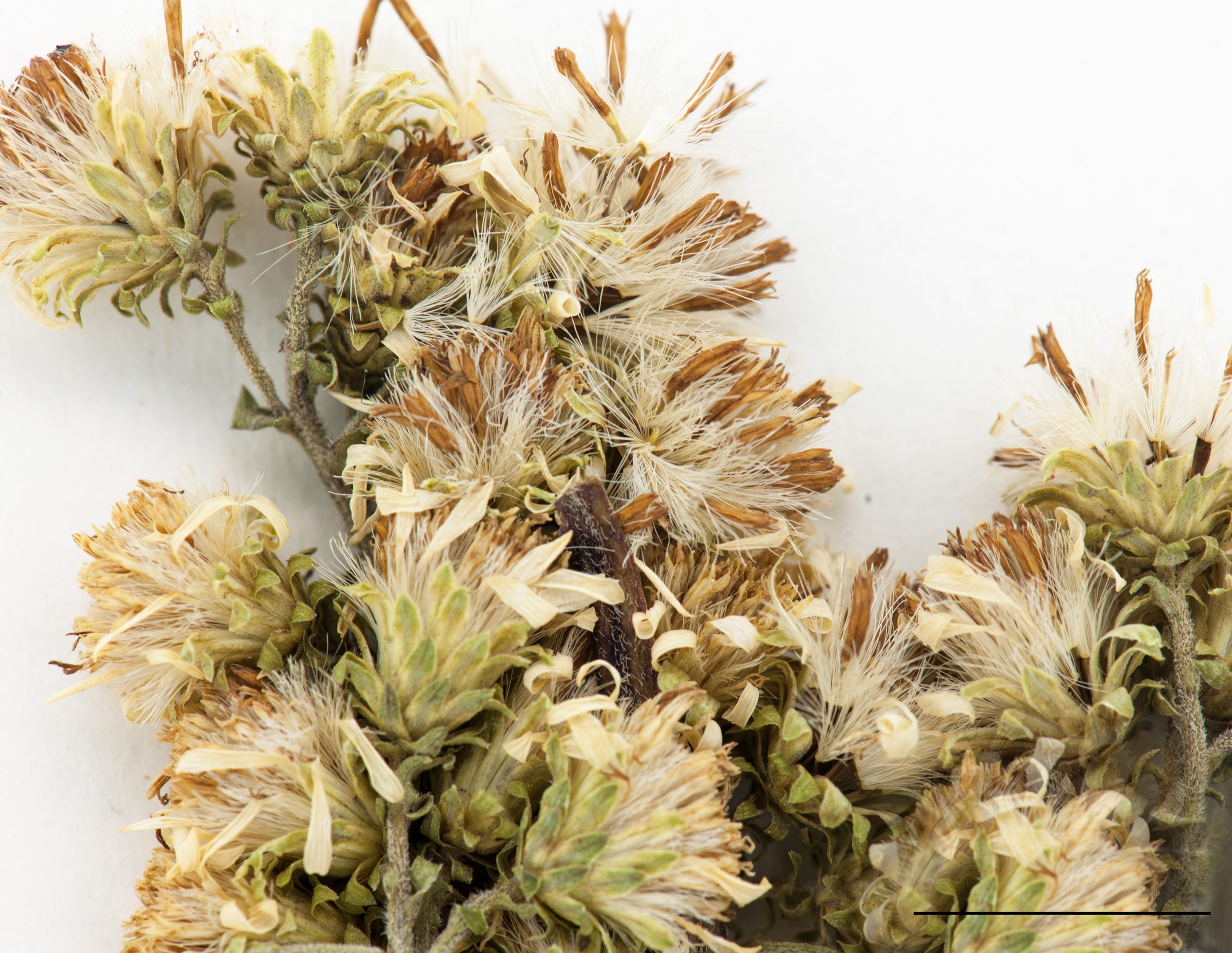 Fruits akènes surmontés d'aigrettes à soies nombreuses