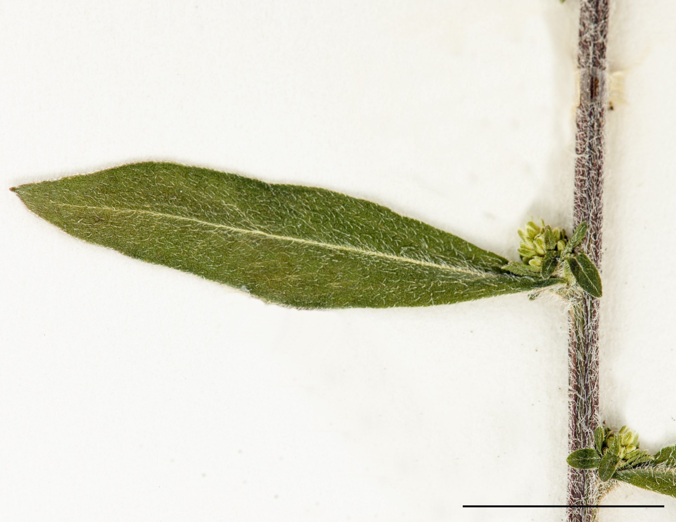 Feuilles caulinaires supérieures oblongues, plus petites. Tige très pubescente