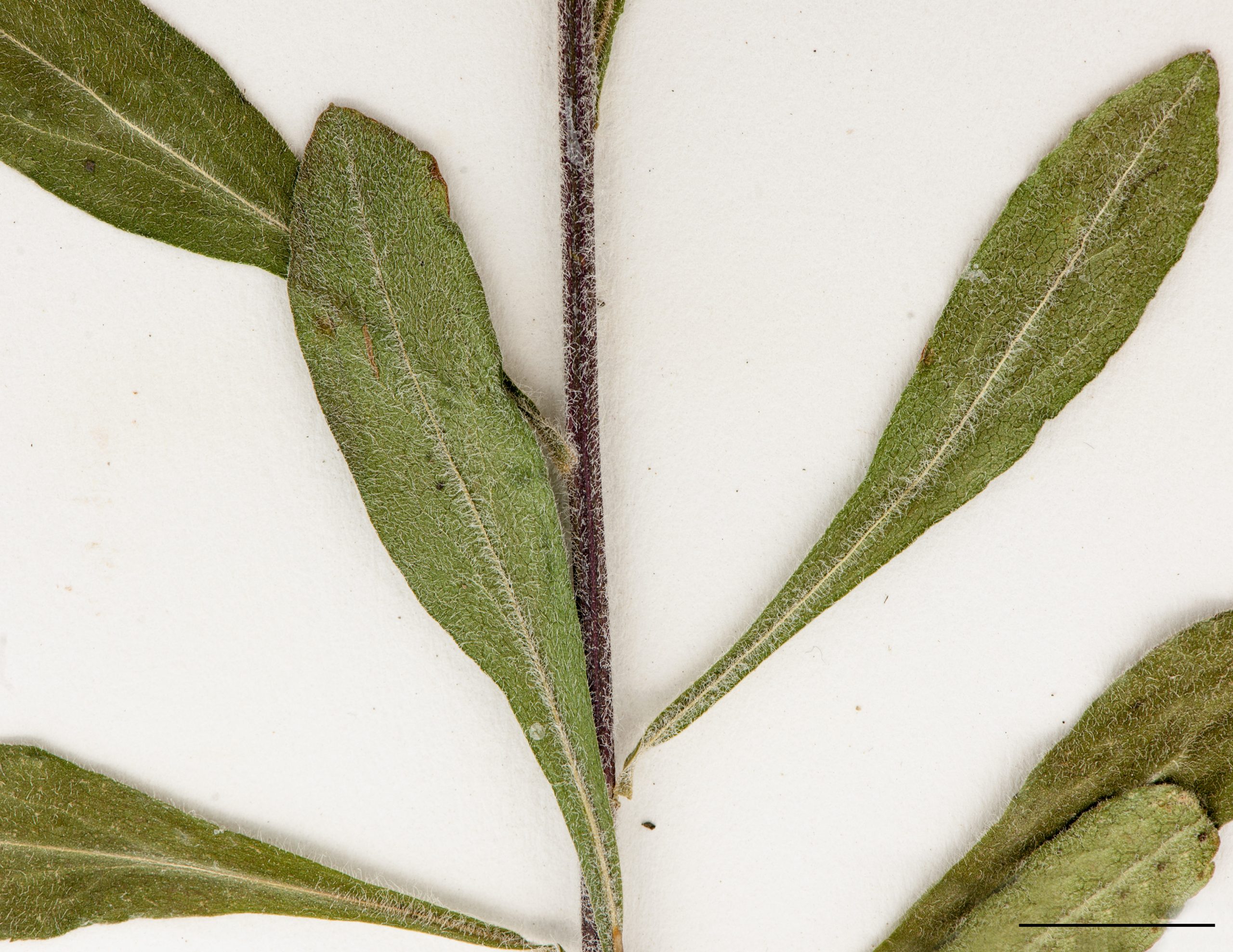 Feuilles caulinaires inférieures obovées à oblancéolées, plus grandes