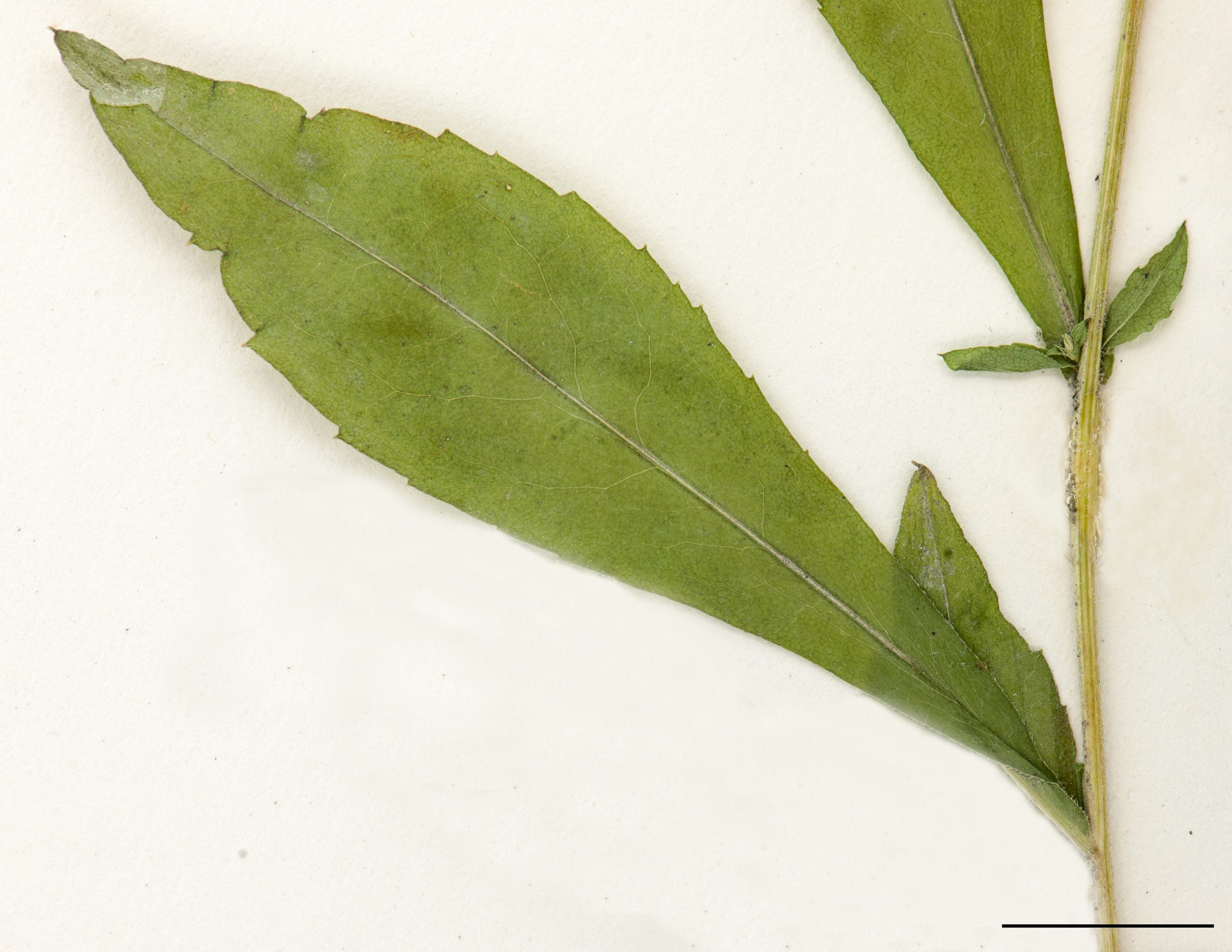 Feuilles caulinaires de forme ovée à elliptique, à marge dentée
