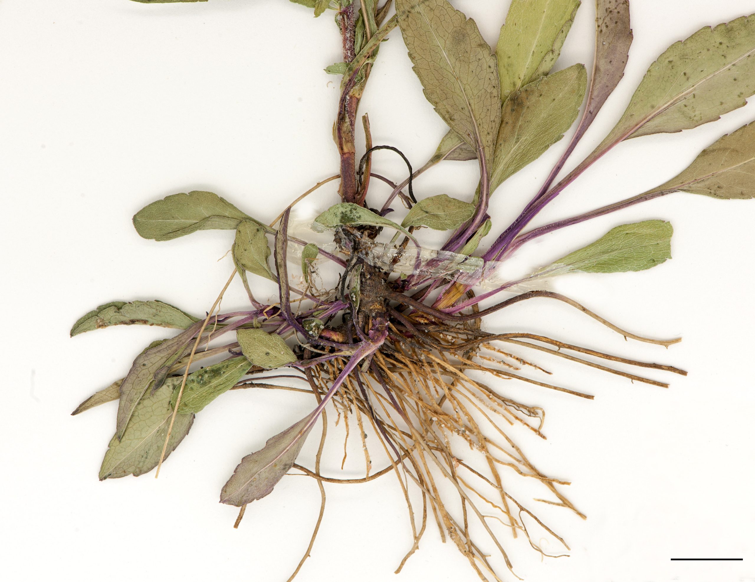 Racines fibreuses et rhizomes courts