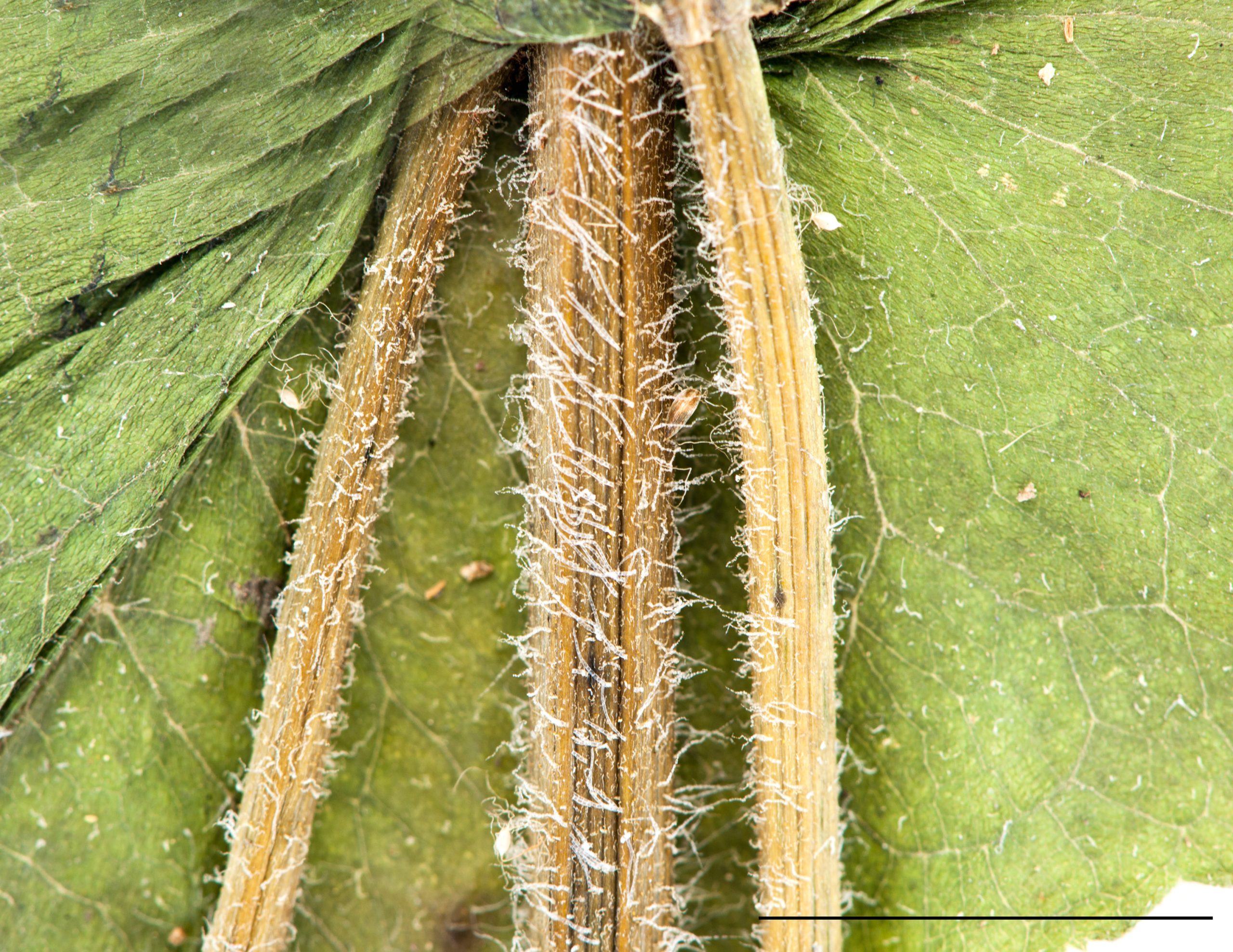 Tige dressée pubescente