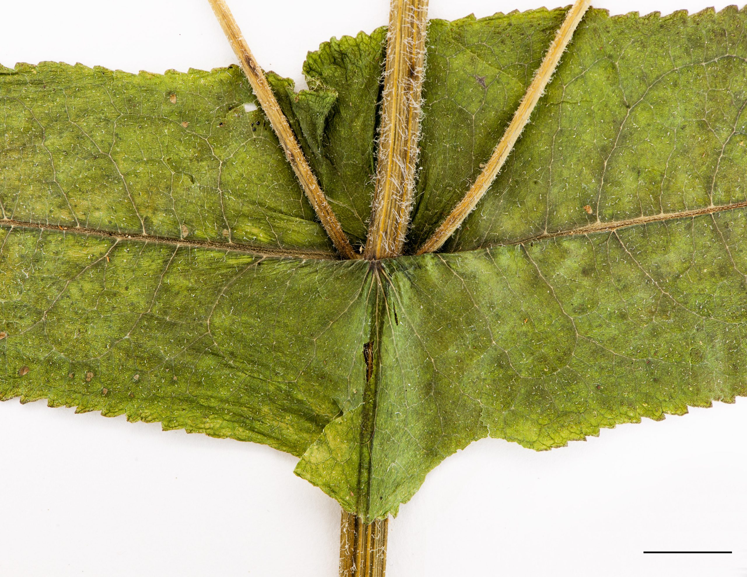 Feuilles opposées, sessiles, perfoliées et divariquées