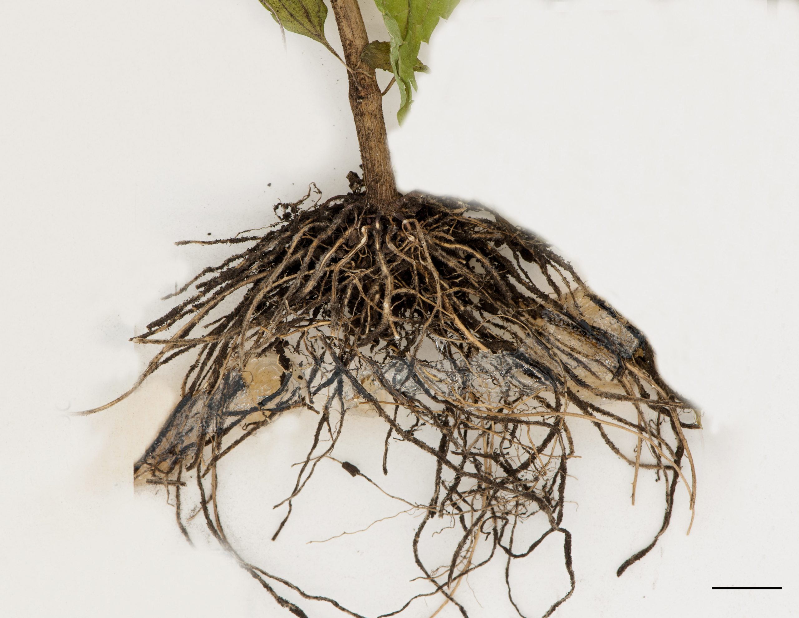 Racines fasciculées