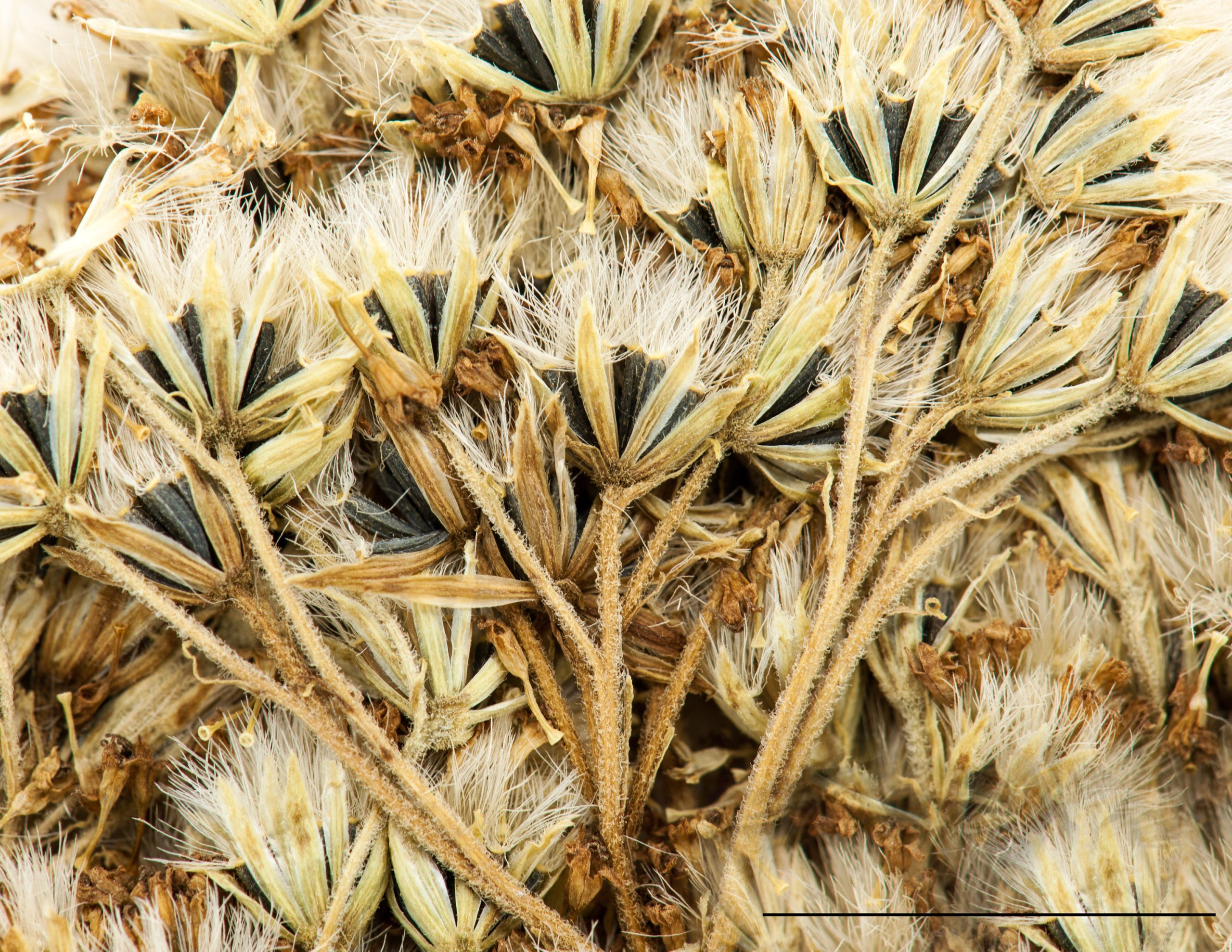 Akènes munis d'aigrette beige