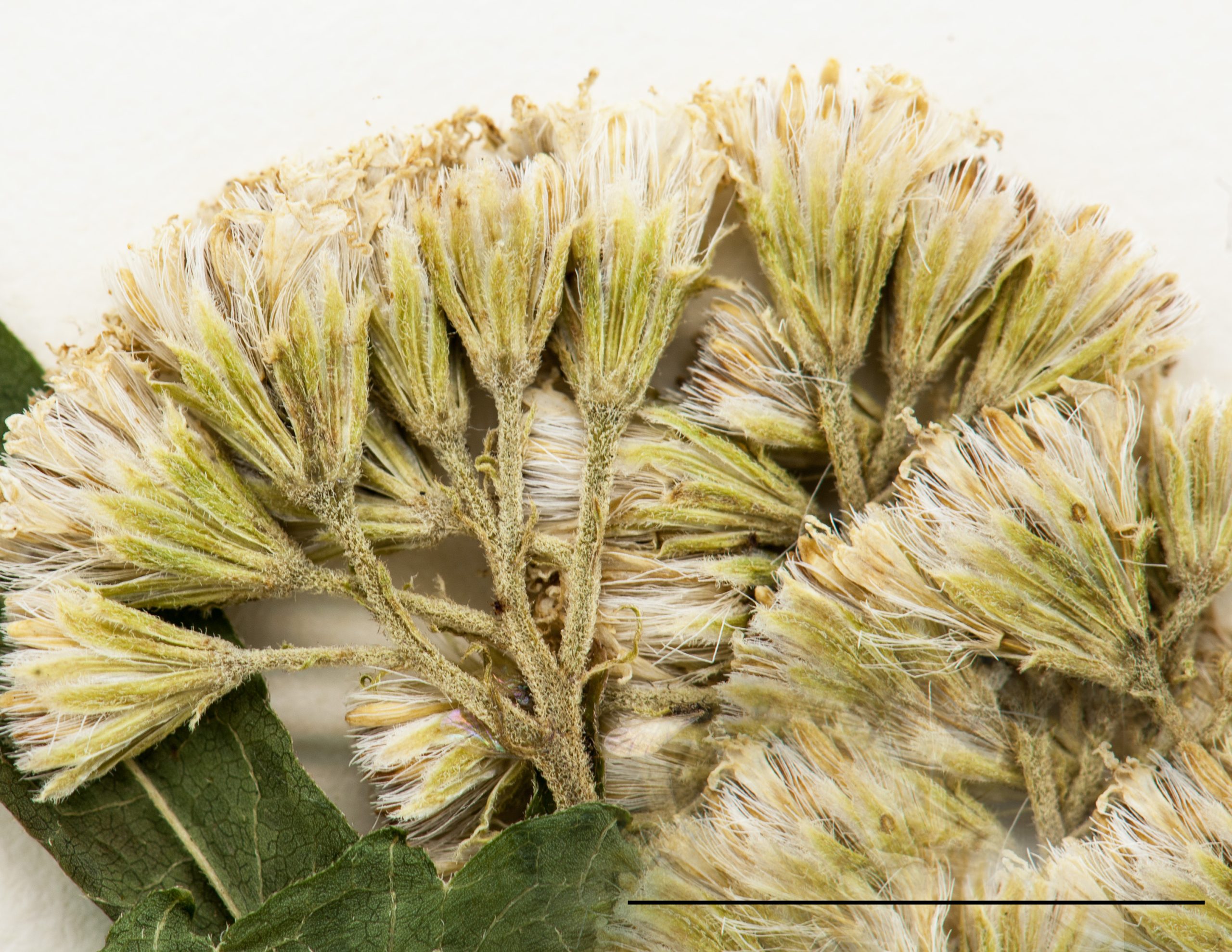 Inflorescence constitué de capitules blancs en corymbe plus ou moins lâches
