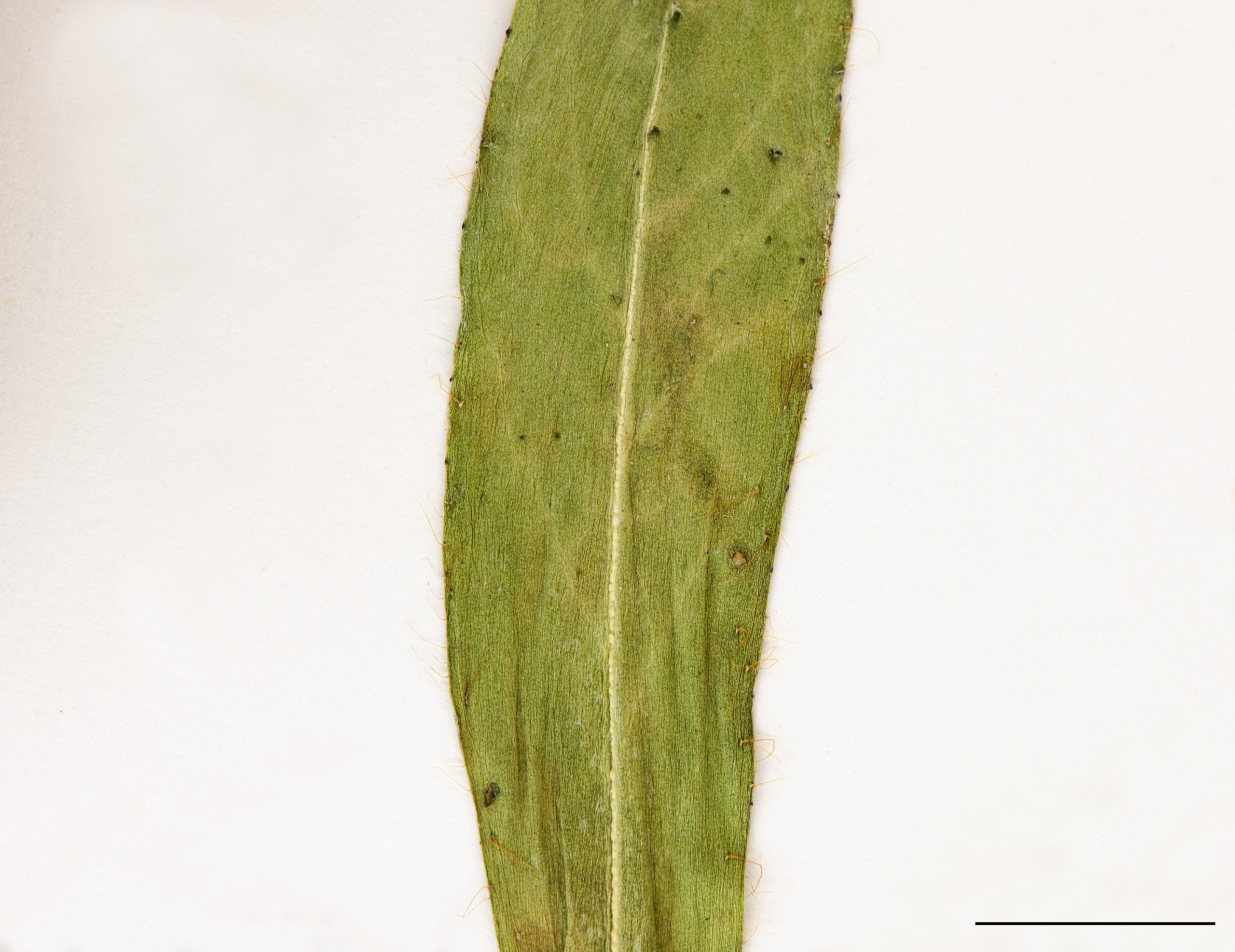 Feuilles allongées, peu pubescentes et glauques