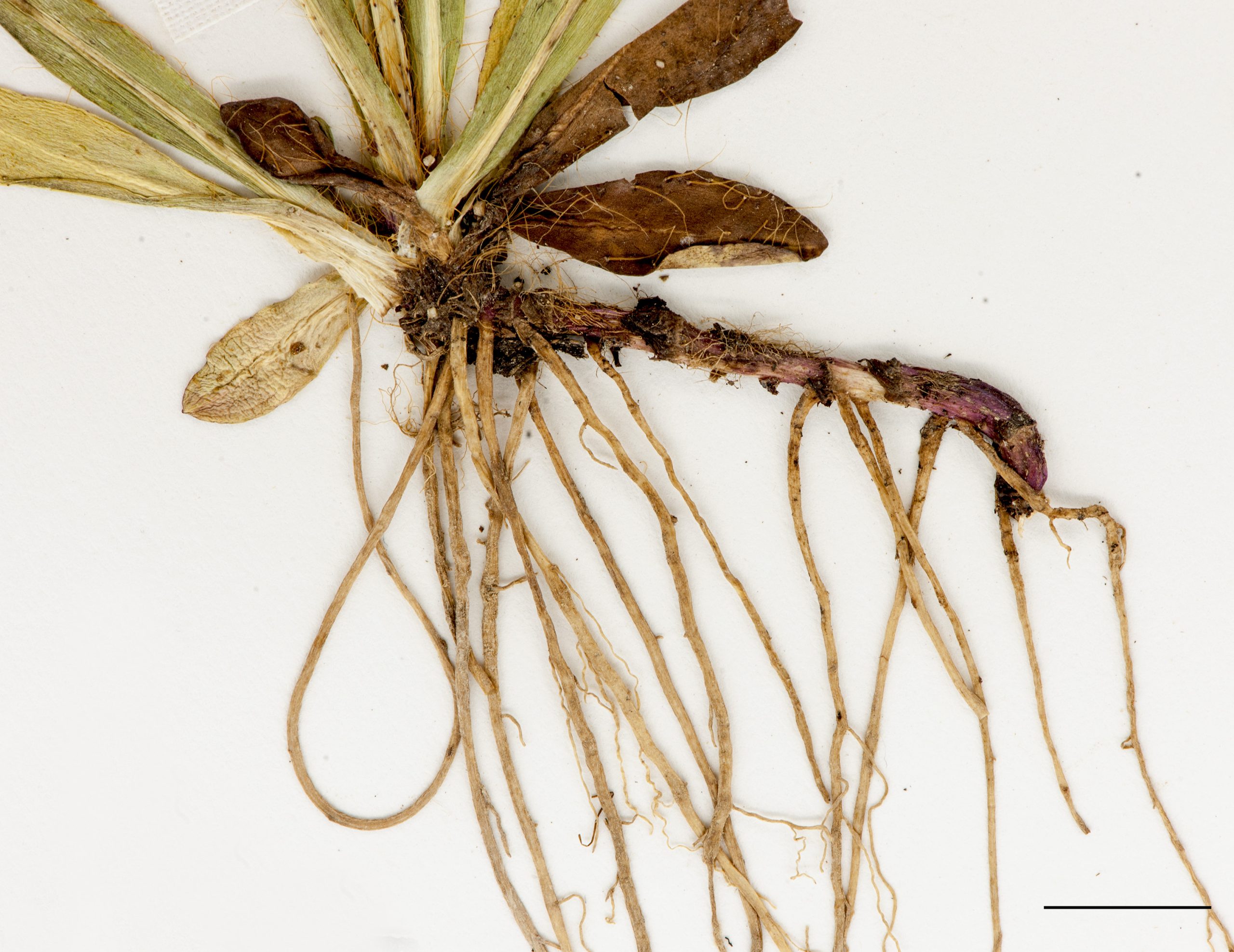 Rhizomes courts et racines fibreuses