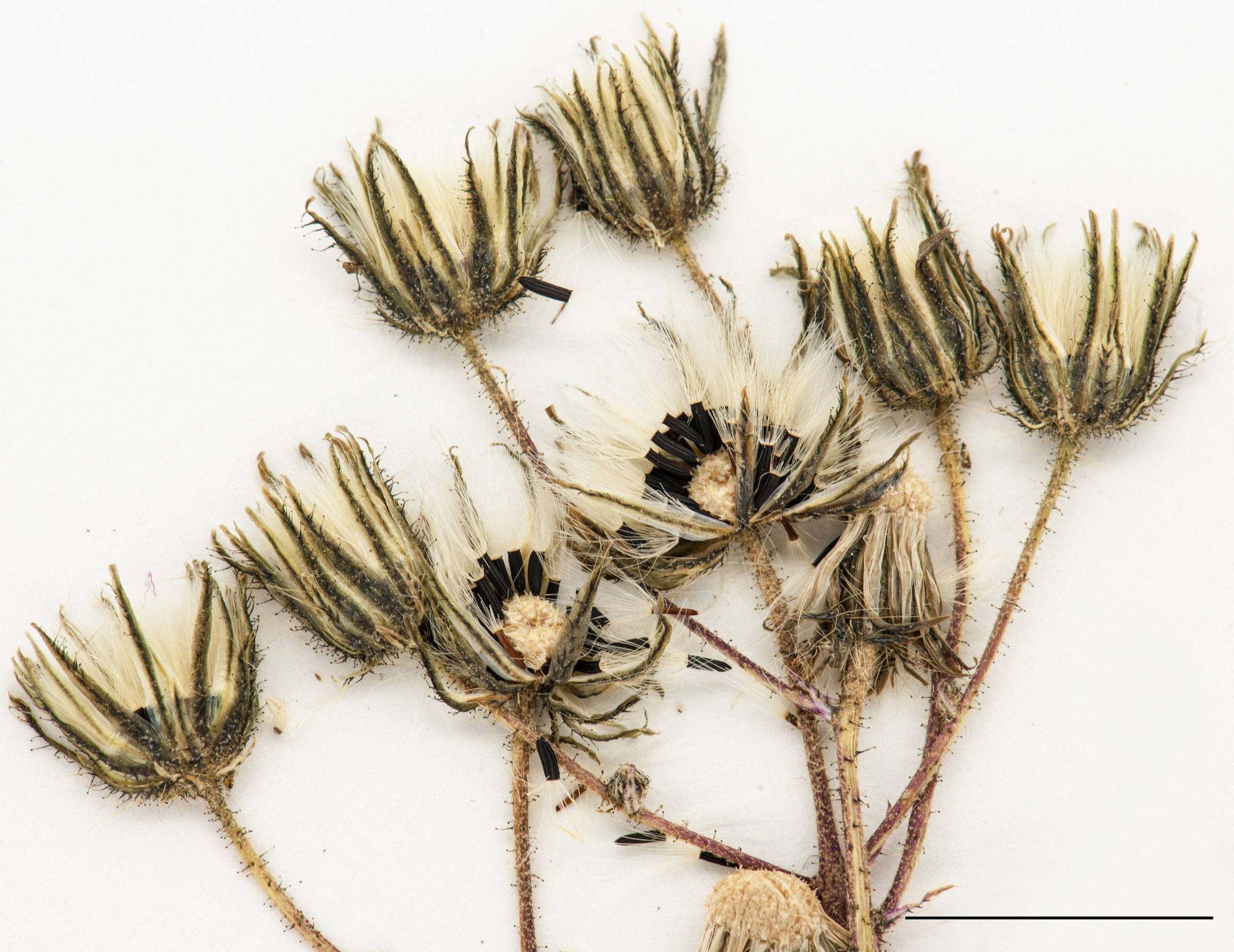 Akènes surmontés d’une aigrette soyeuse