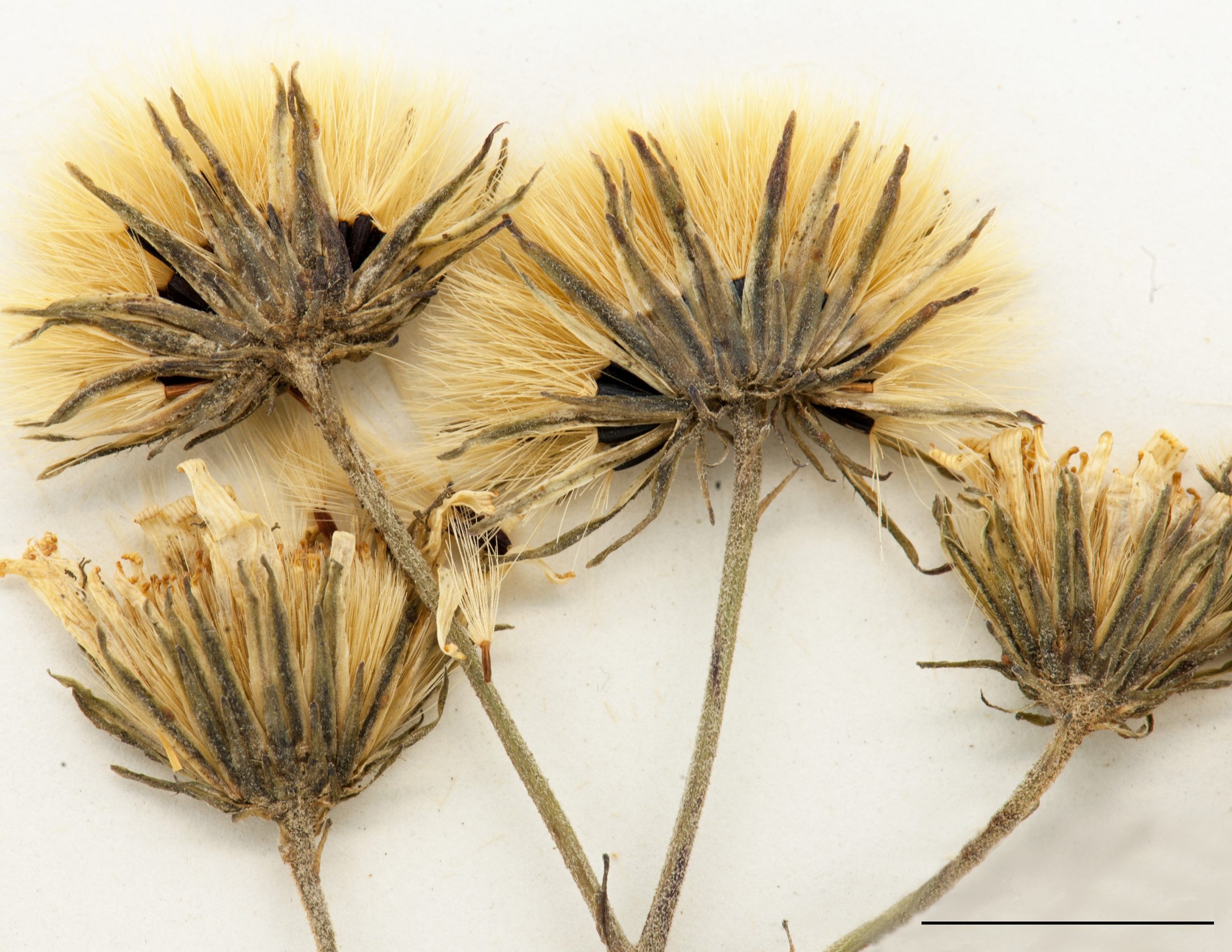 Achaine surmonté d’une aigrette soyeuse, brune