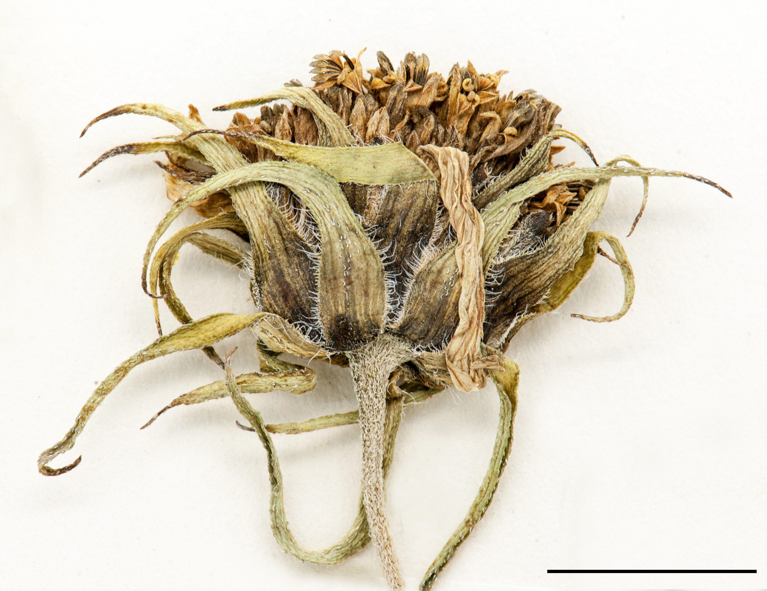 Capitule regroupant les fleurons, bractées à marge ciliée