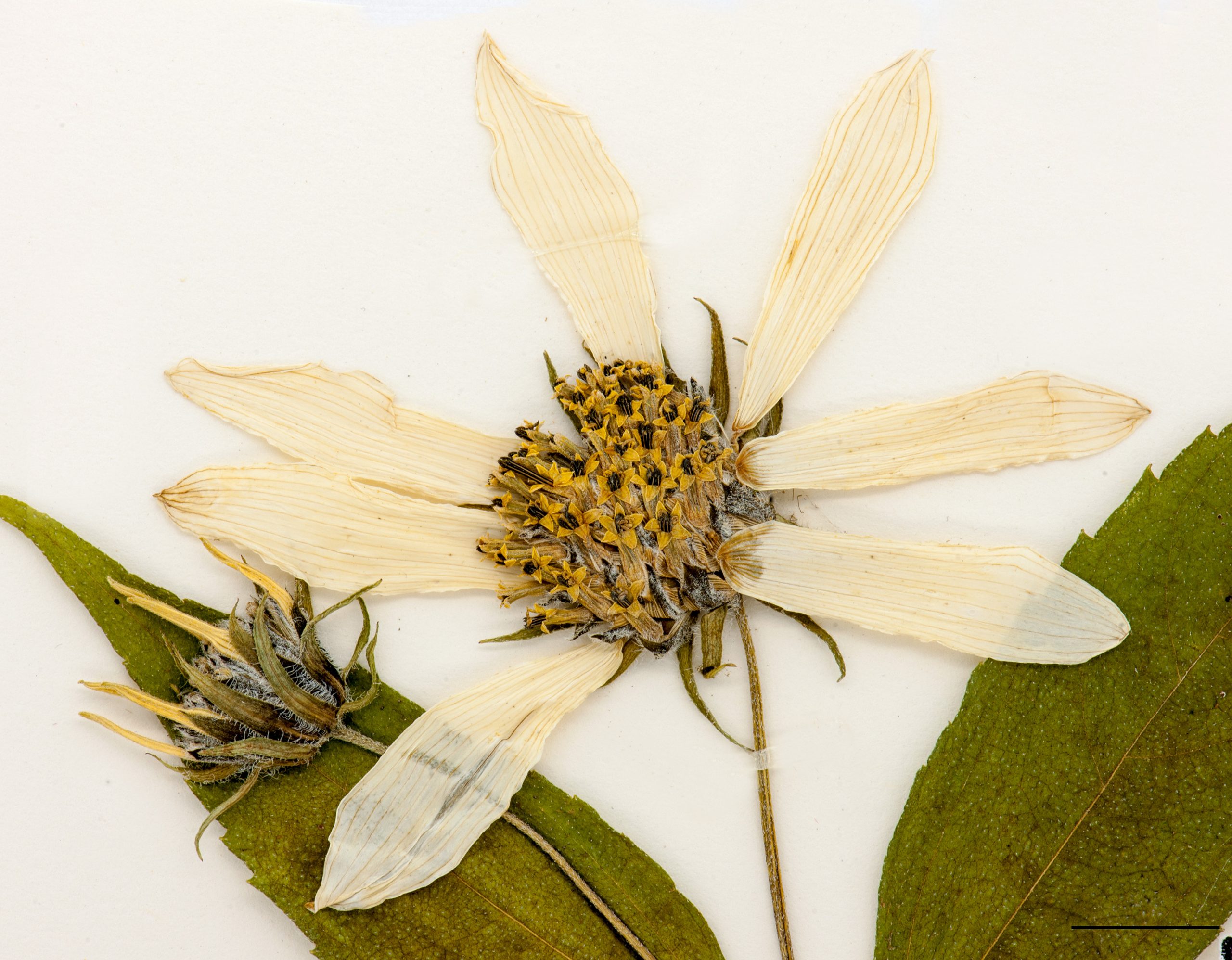 Fleur composée de fleurons tubulés et ligulés, jaune
