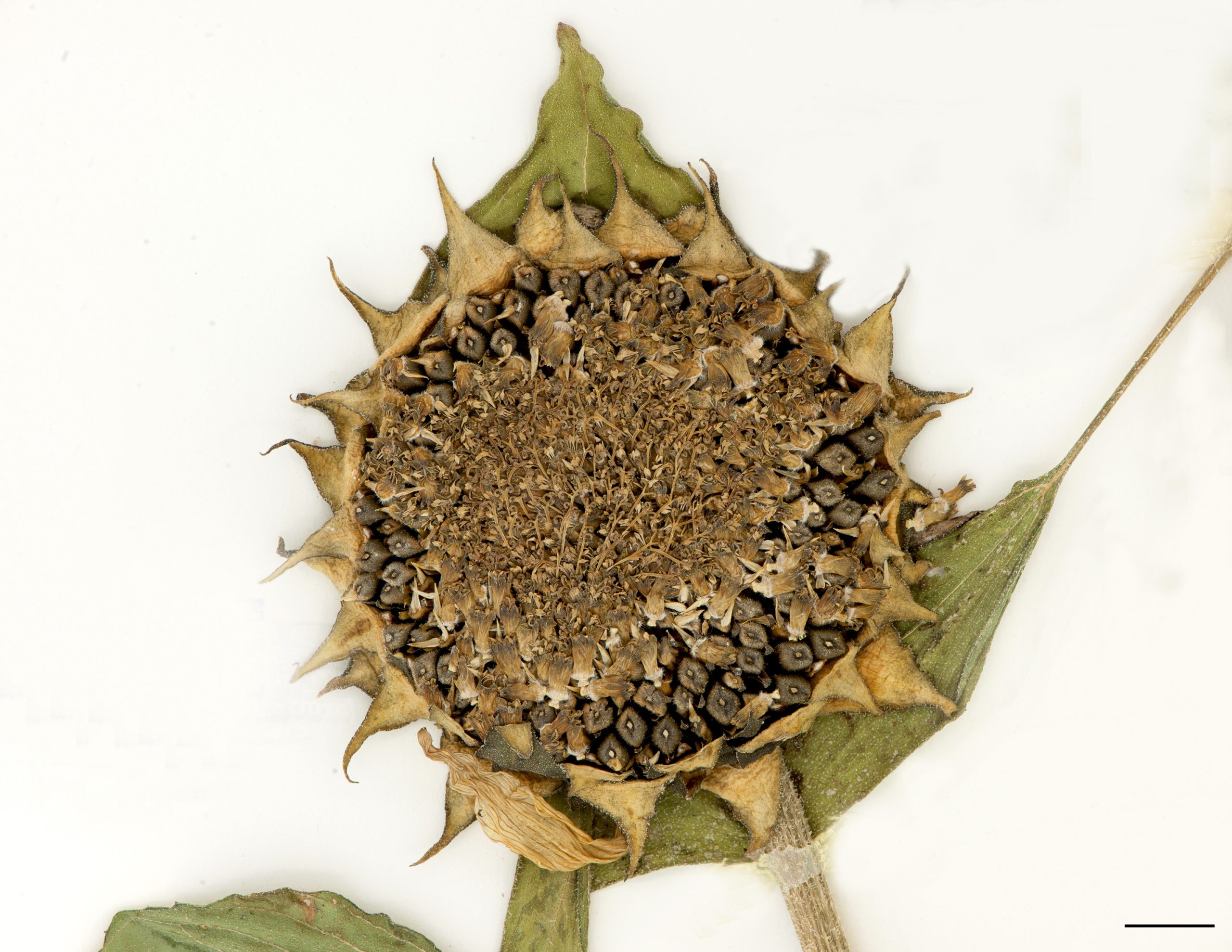 Capitule portant les achaines (graines de tournesol)