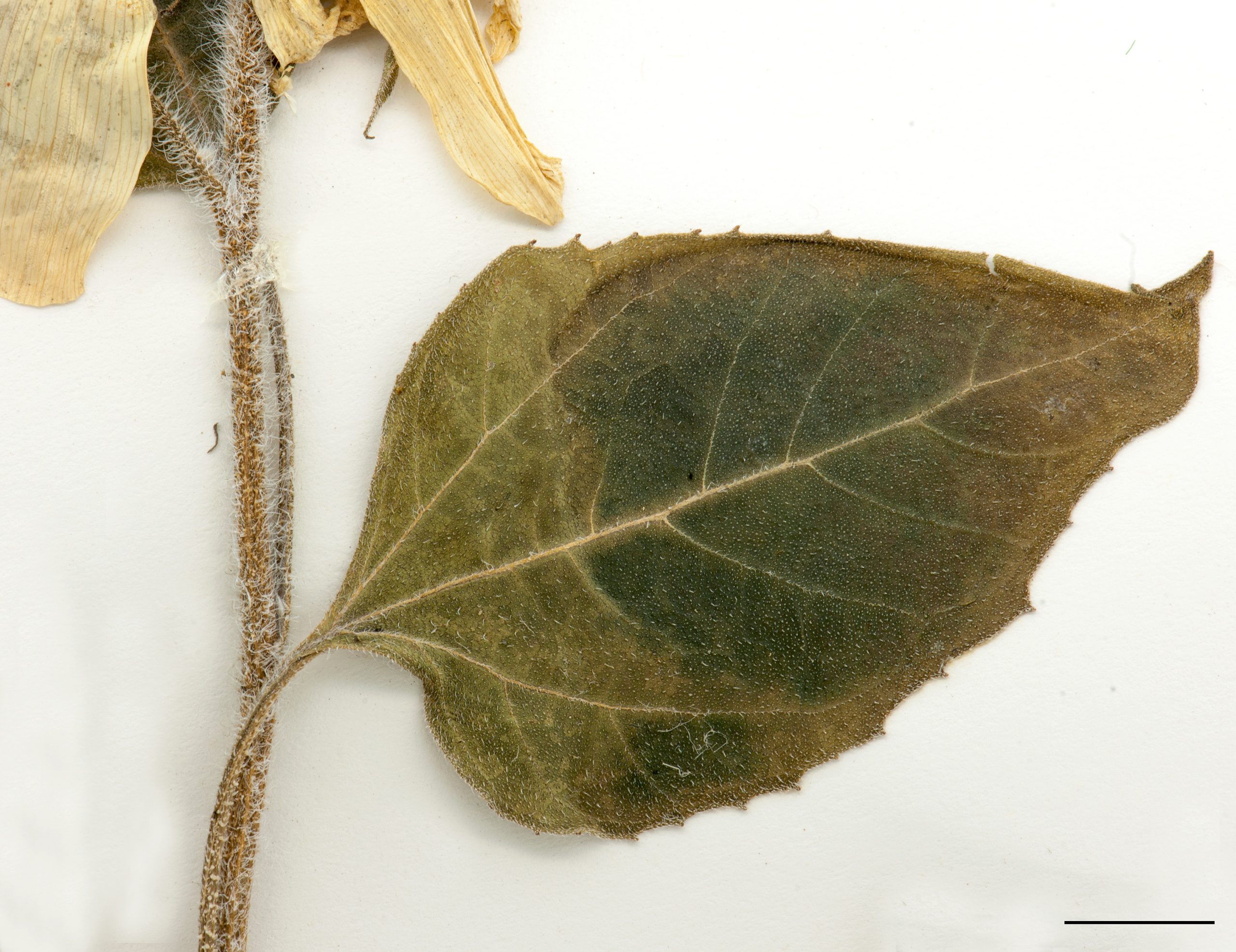 Feuille de forme ovée; Tige hispide