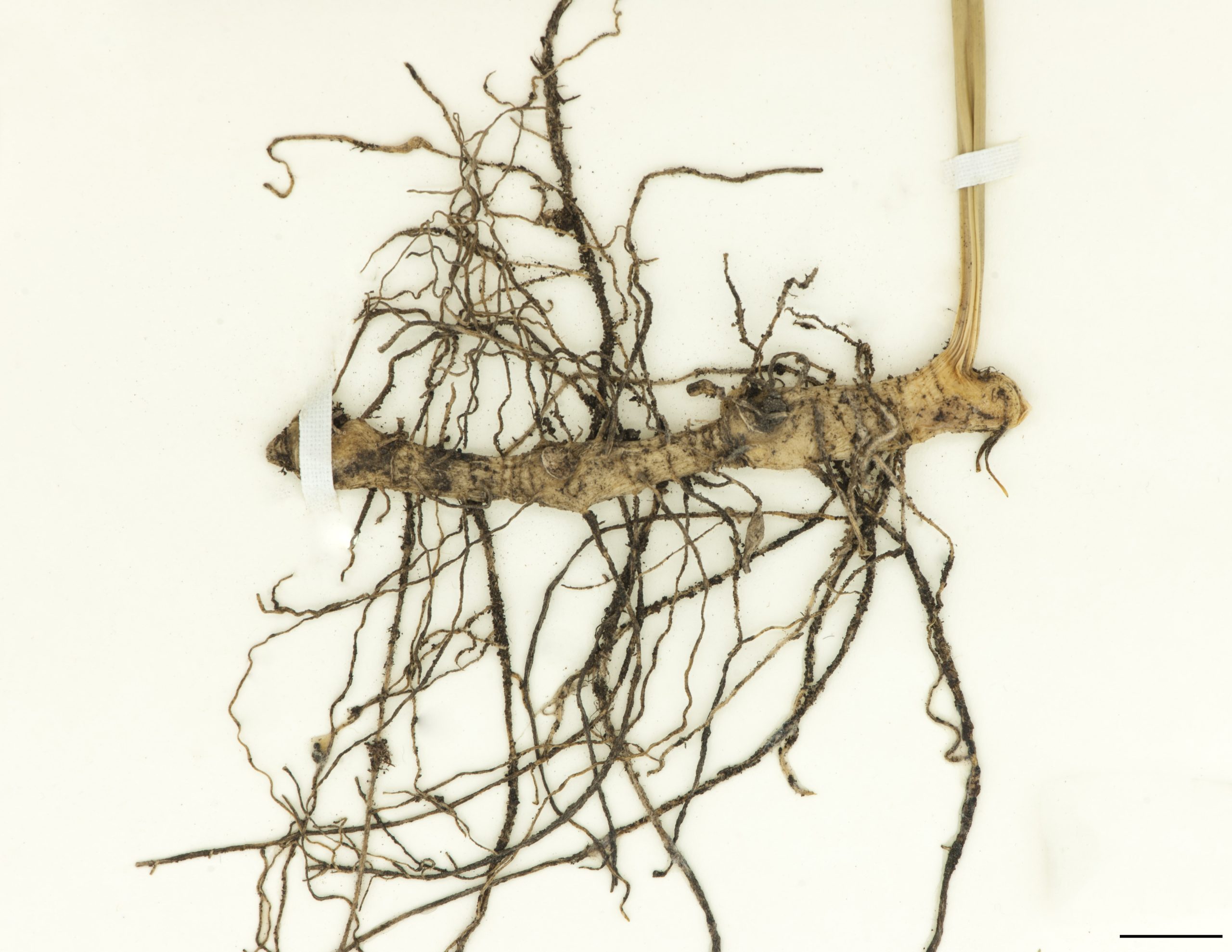 Rhizome allongé, muni de racines fines, marqué de cicatrices laissées par les tiges des années antérieures