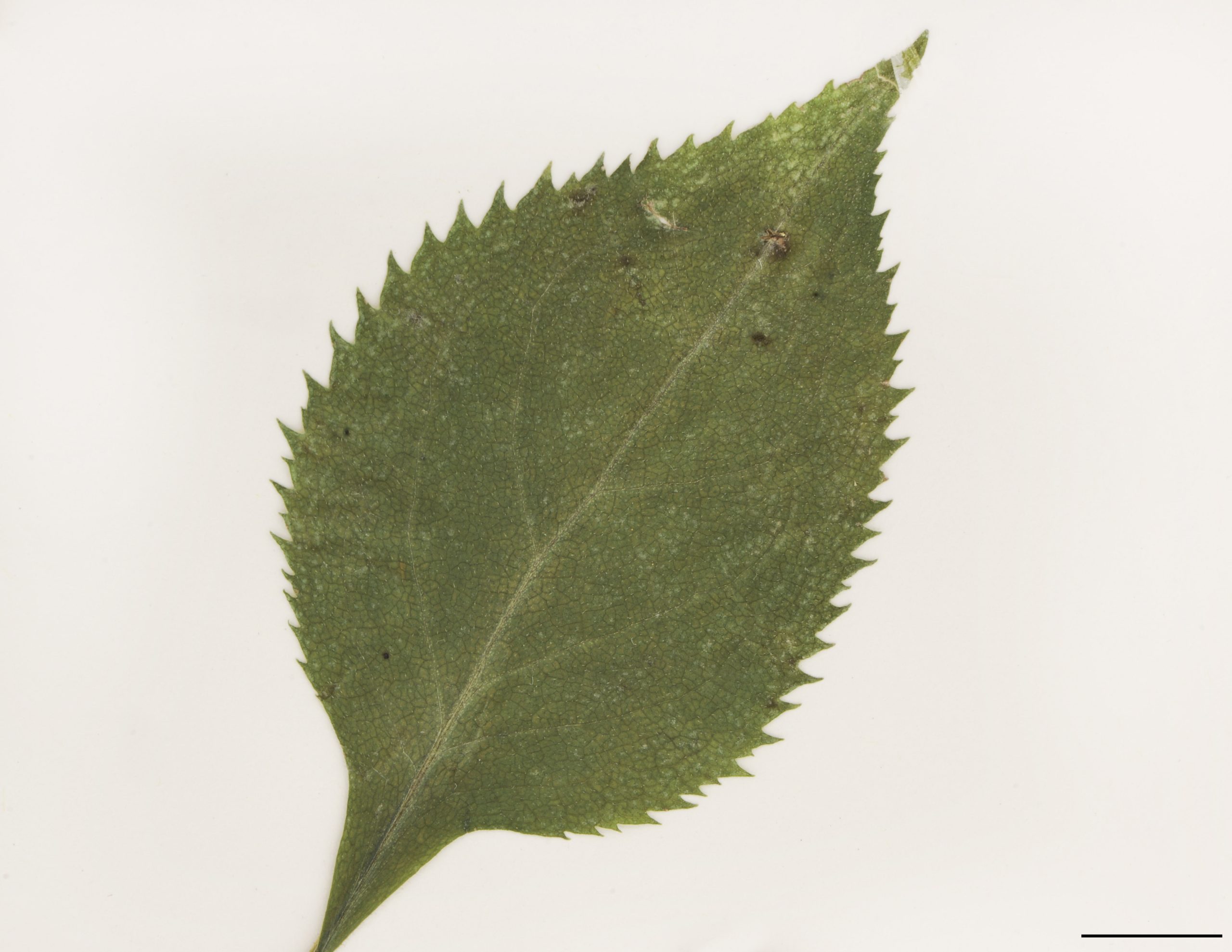 Feuille simple, ovée, acuminée, fortement et grossièrement dentée, mince.