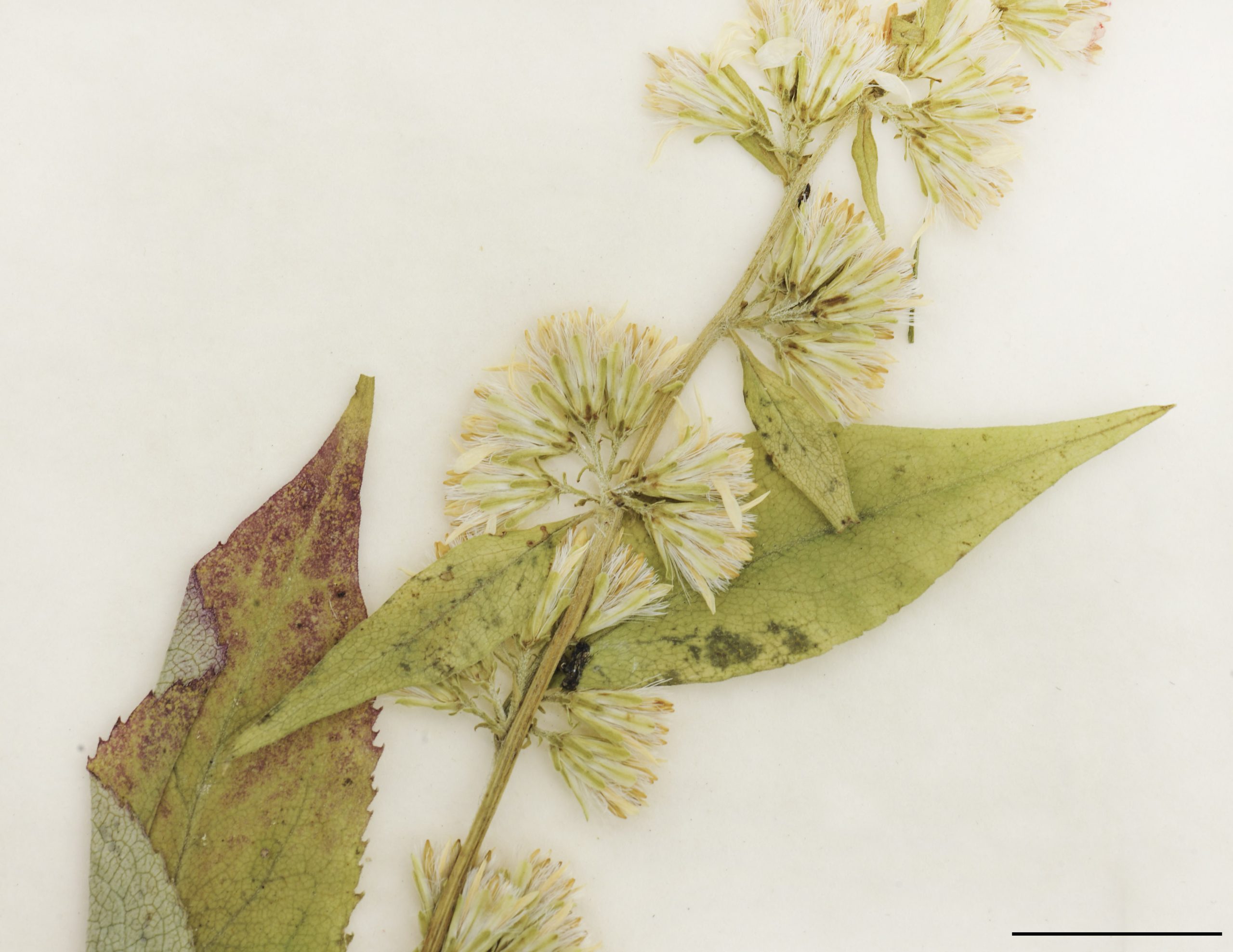 Fleurs en capitules, groupés en fascicules axillaires ou en petites grappes axillaires. Fleurs jaunes, exceptionnellement blanches.