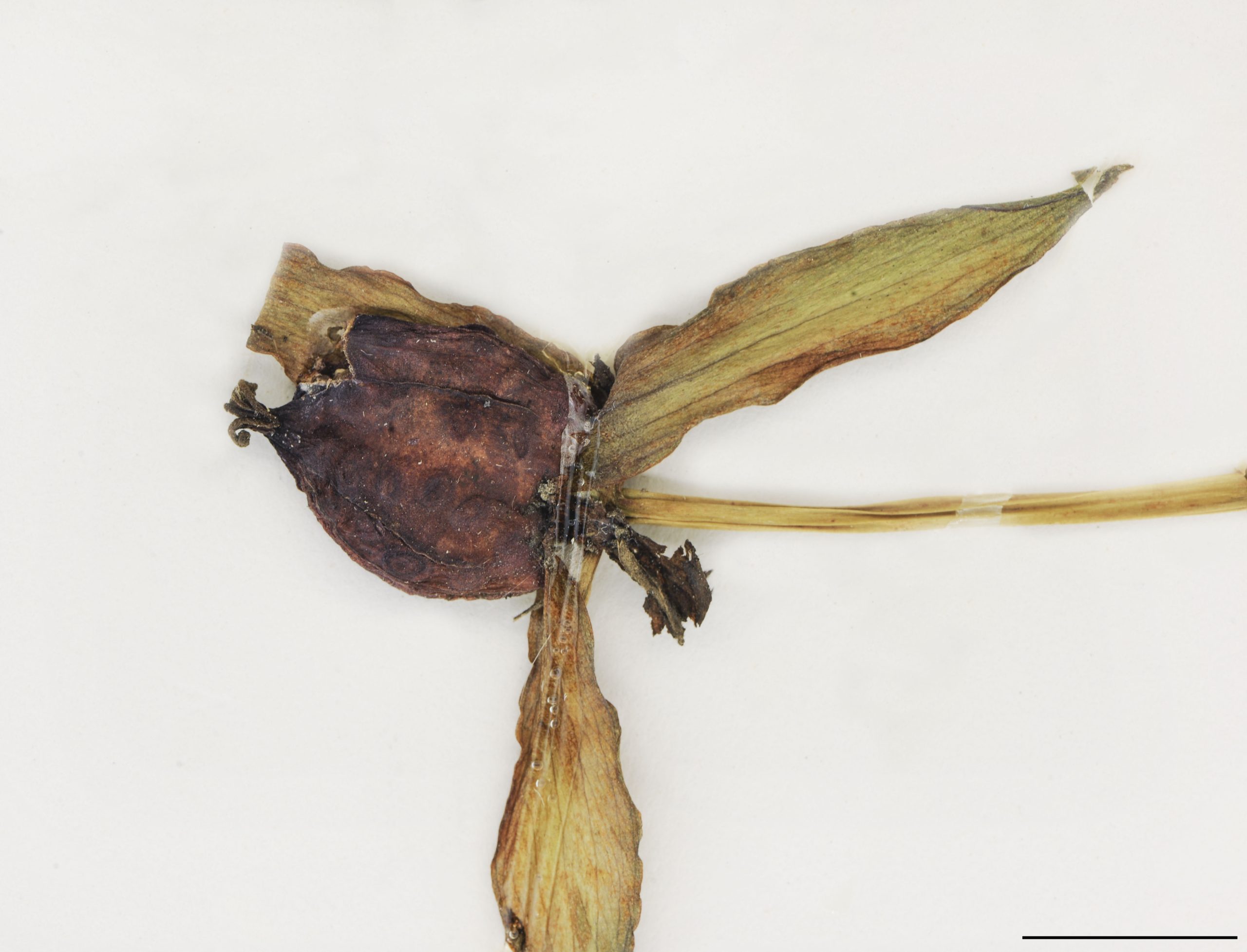 Baie ovoïde, 15 à 25 mm de long, pourpre foncé.