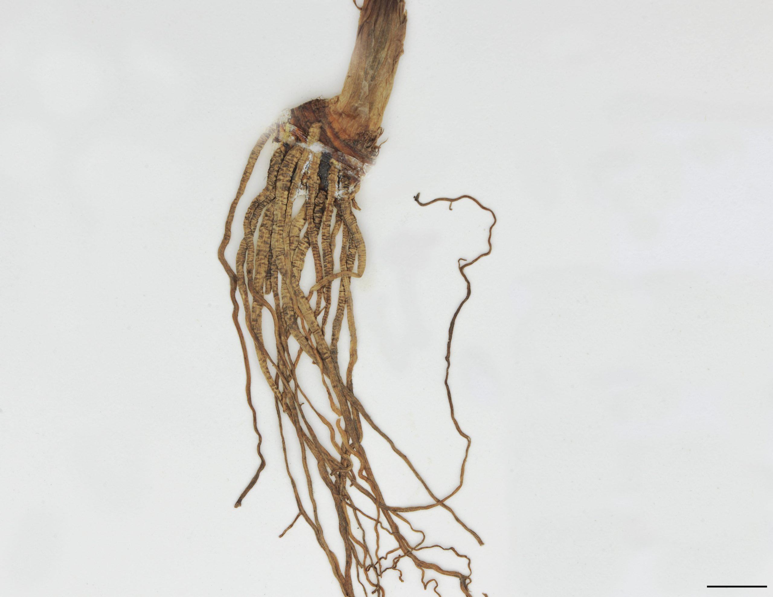 Rhizome très court, tubériforme, à racines en fascicule.