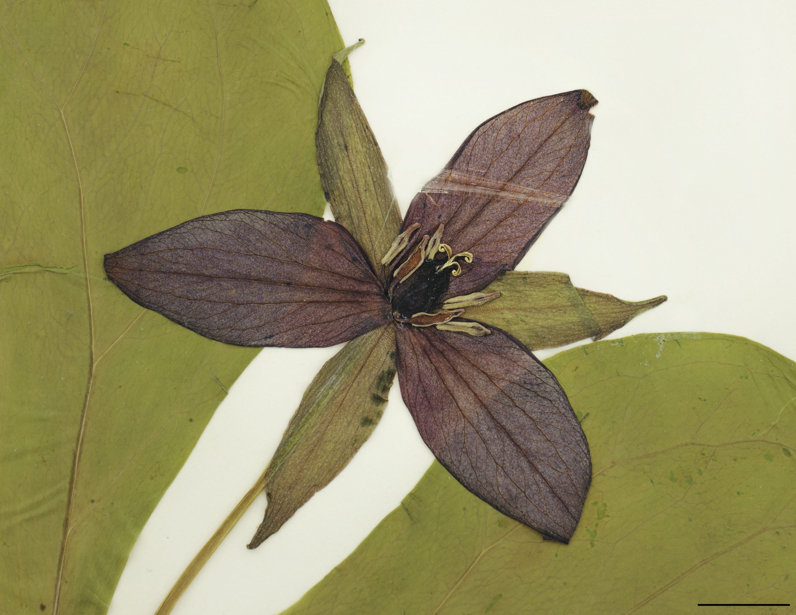 Fleur solitaire; pétales 3, lancéolés ou ovés-lancéolés, fortement nervés, rouge foncé à pourpre foncé.