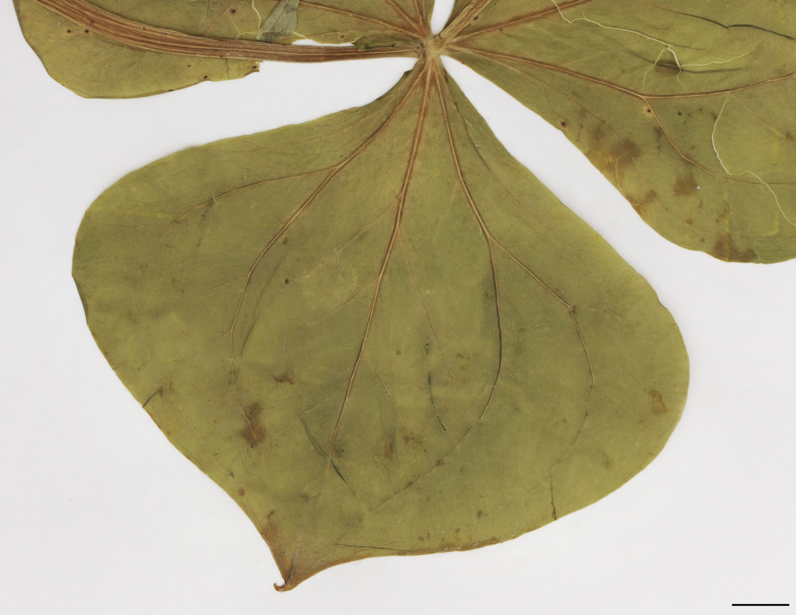Feuilles rhomboïdales à ovées, aussi longues que larges, cunéaires à la base, munies de 3 nervures principales, à marge entière.