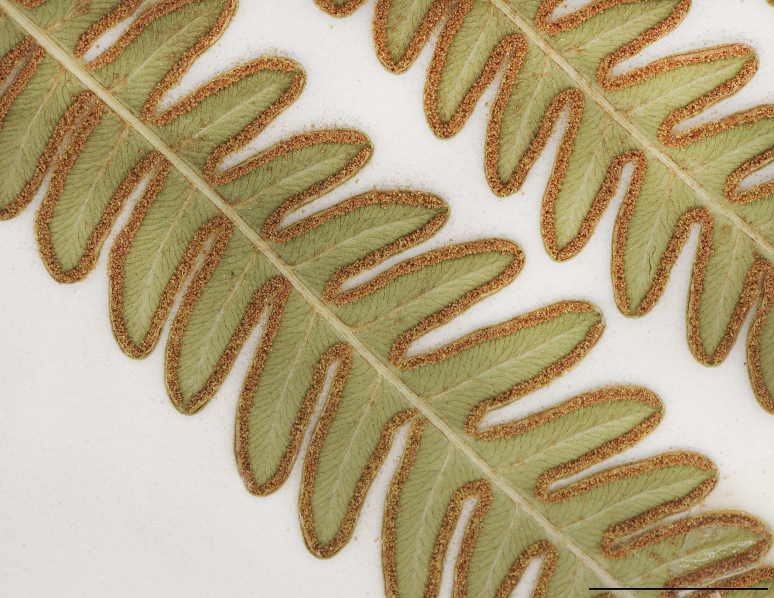 Sores marginaux, recouverts par la bordure repliée du limbe, formant une bande étroite et plus ou moins continue au pourtour des segments.