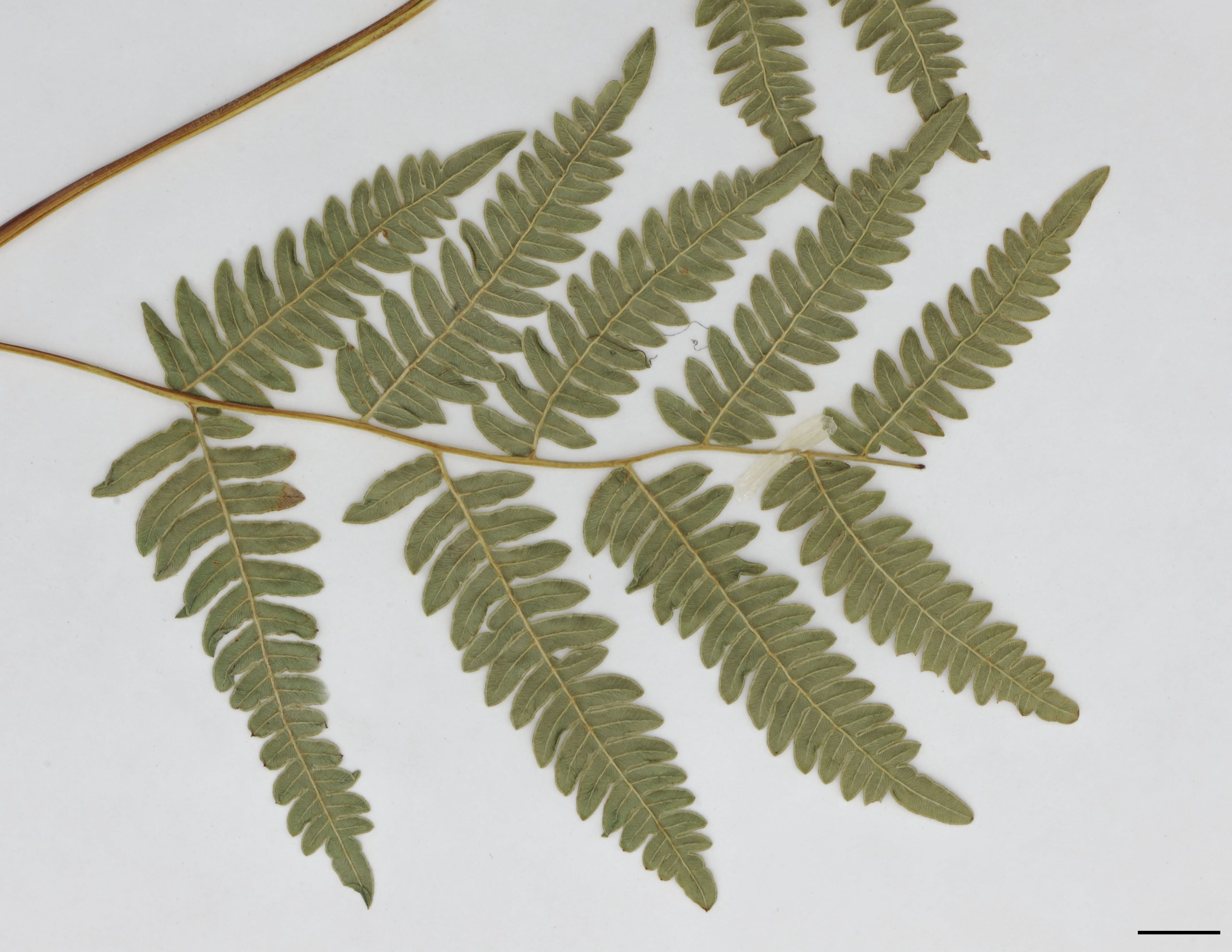 Segments secondaires pennatiséqués à bipennatiséqués; limbe cilié à la marge; nervures finement écailleuses au revers du limbe.