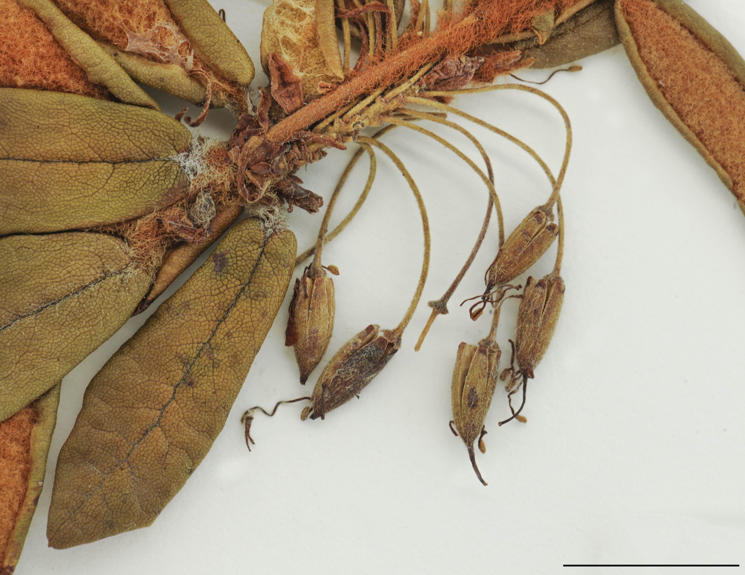 Capsules 5 à 7 mm de long, brunes à maturité, longuement pédonculées, à style persistant, s'ouvrant par 5 valves.