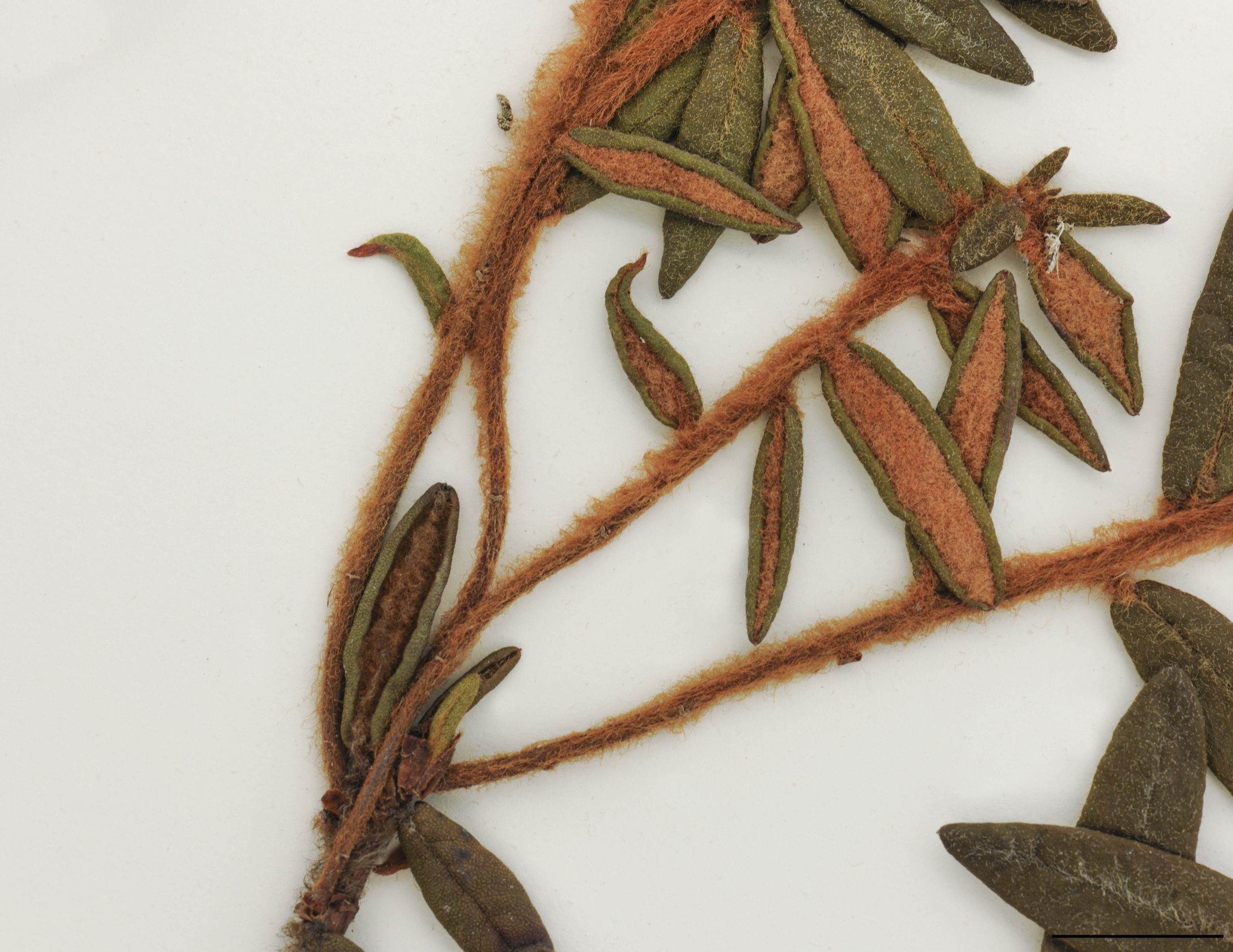 Jeunes rameaux fortement tomenteux, à pubescence blanche devenant rousse, devenant presque glabres en fin de saison.