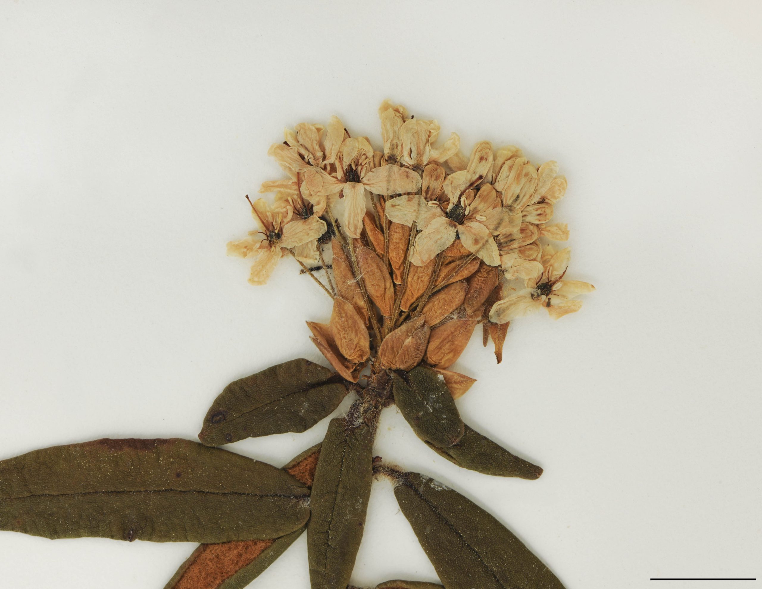 Fleurs blanches, 8 à 10 mm de diamètre, groupées en ombelles subglobuleuses; pétales 5, parfois 4; style dépassant la corolle.