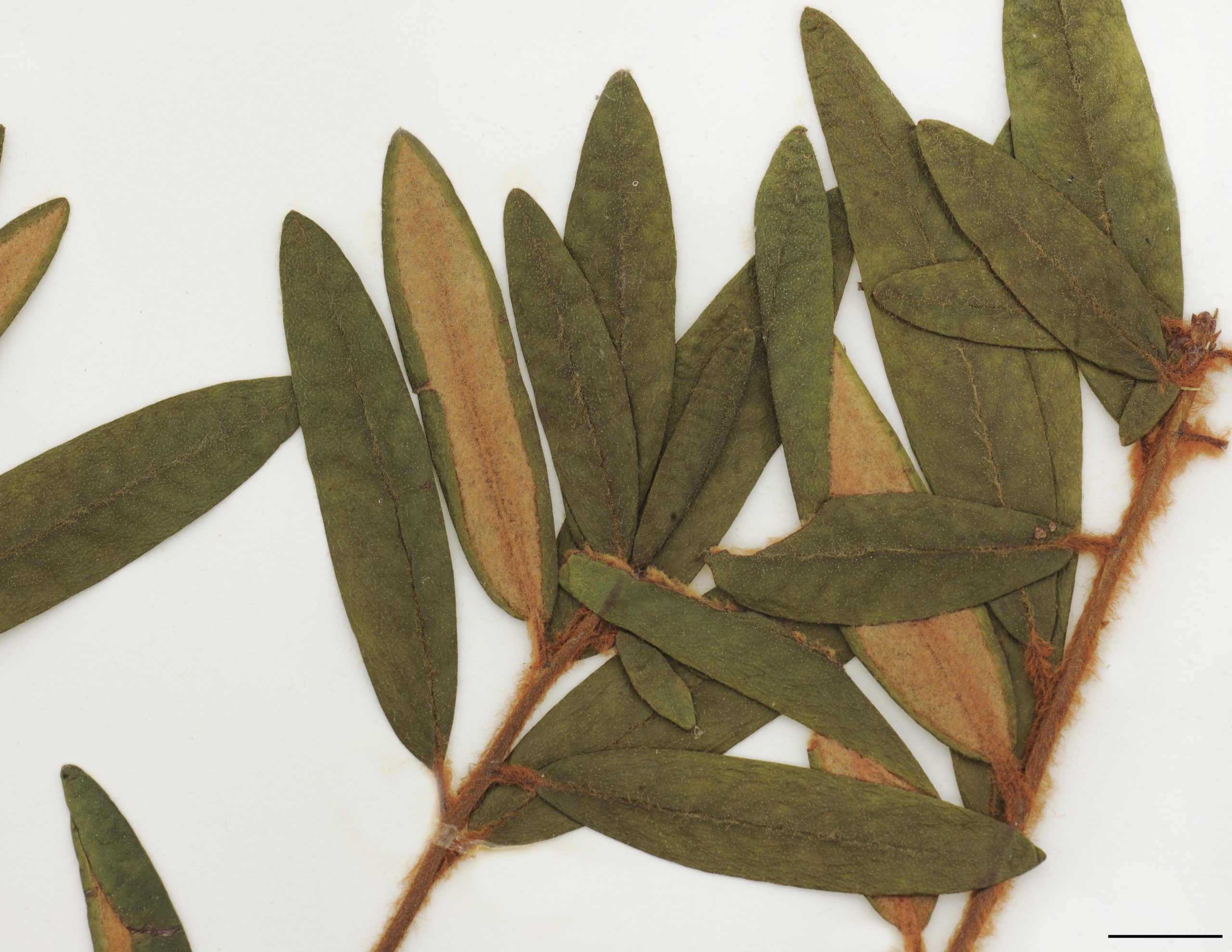 Feuilles alternes, persistantes, coriaces, oblongues à elliptiques, vert jaunâtre et glabre ou presque sur le dessus, brunes et tomenteuses sur le revers, recourbée à la marge.