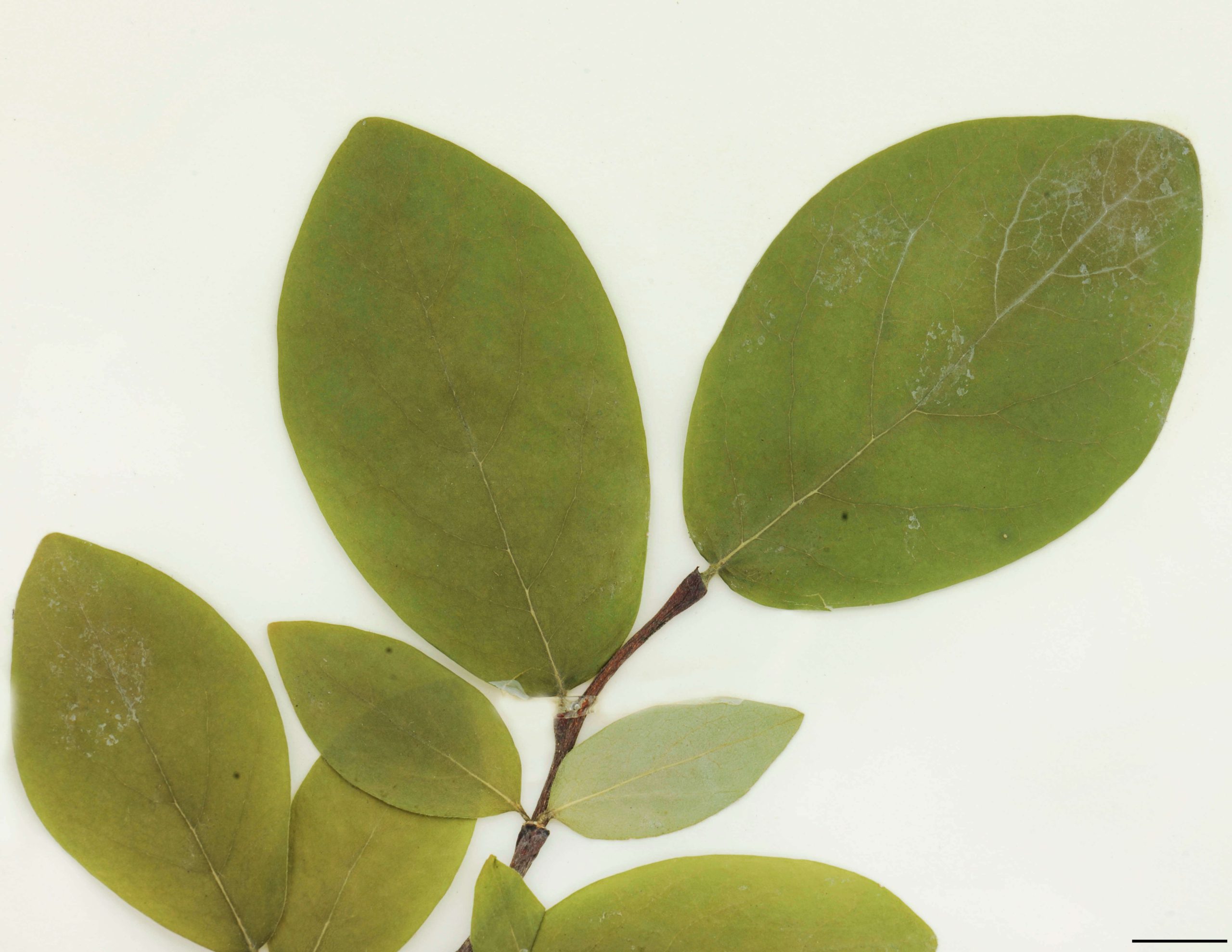 Feuilles alternes, simples, largement elliptiques à ovées ou obovées, entières, 5 à 10 cm de long, glabres à maturité; pétiole très court, en forme de dôme, recouvrant complètement le bourgeon de la saison suivante.