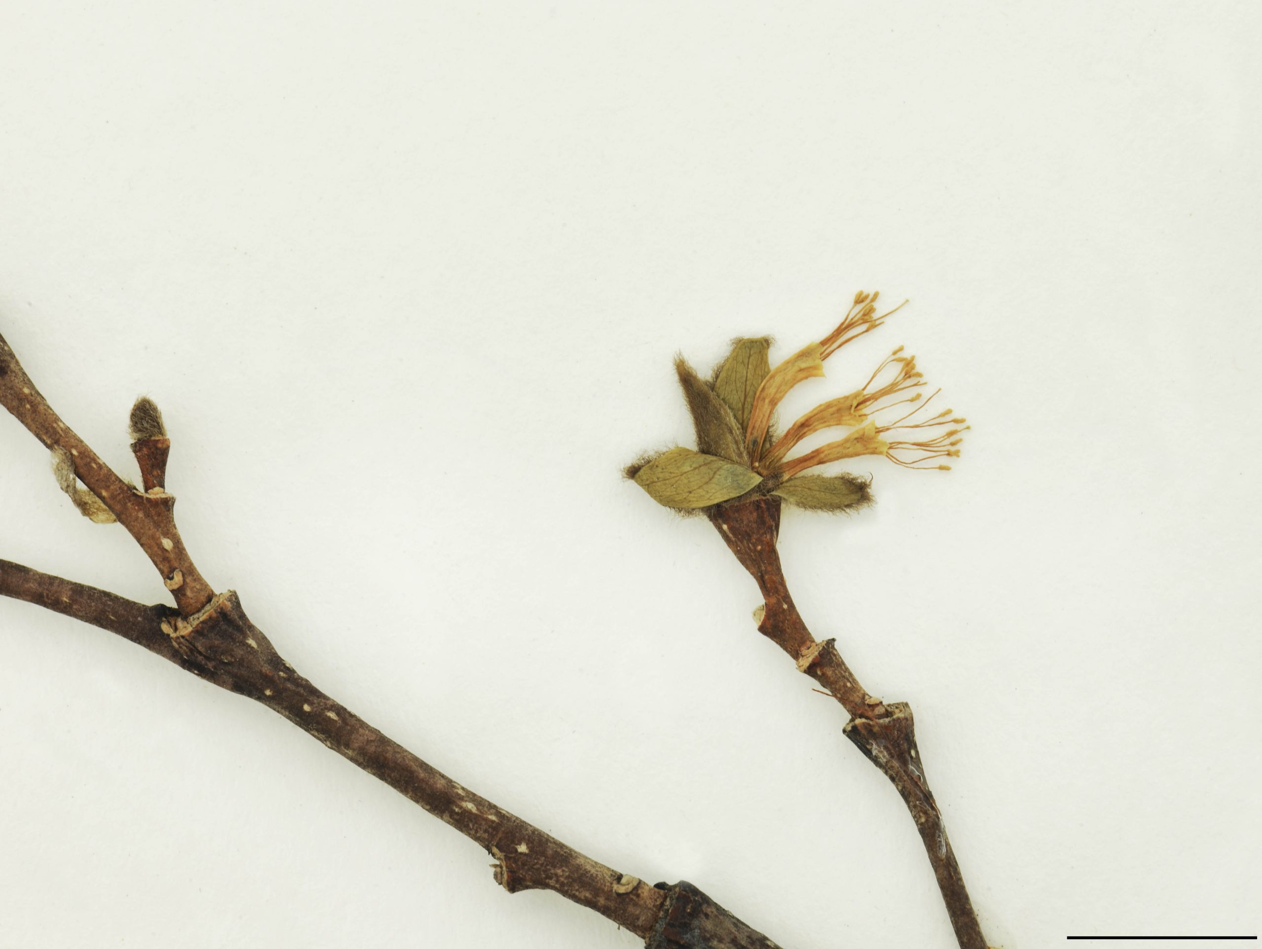 Fleurs 2-4, tubuleuses, jaune pâle, en grappes terminales ou latérale; étamines et style dépassant longuement la corolle.