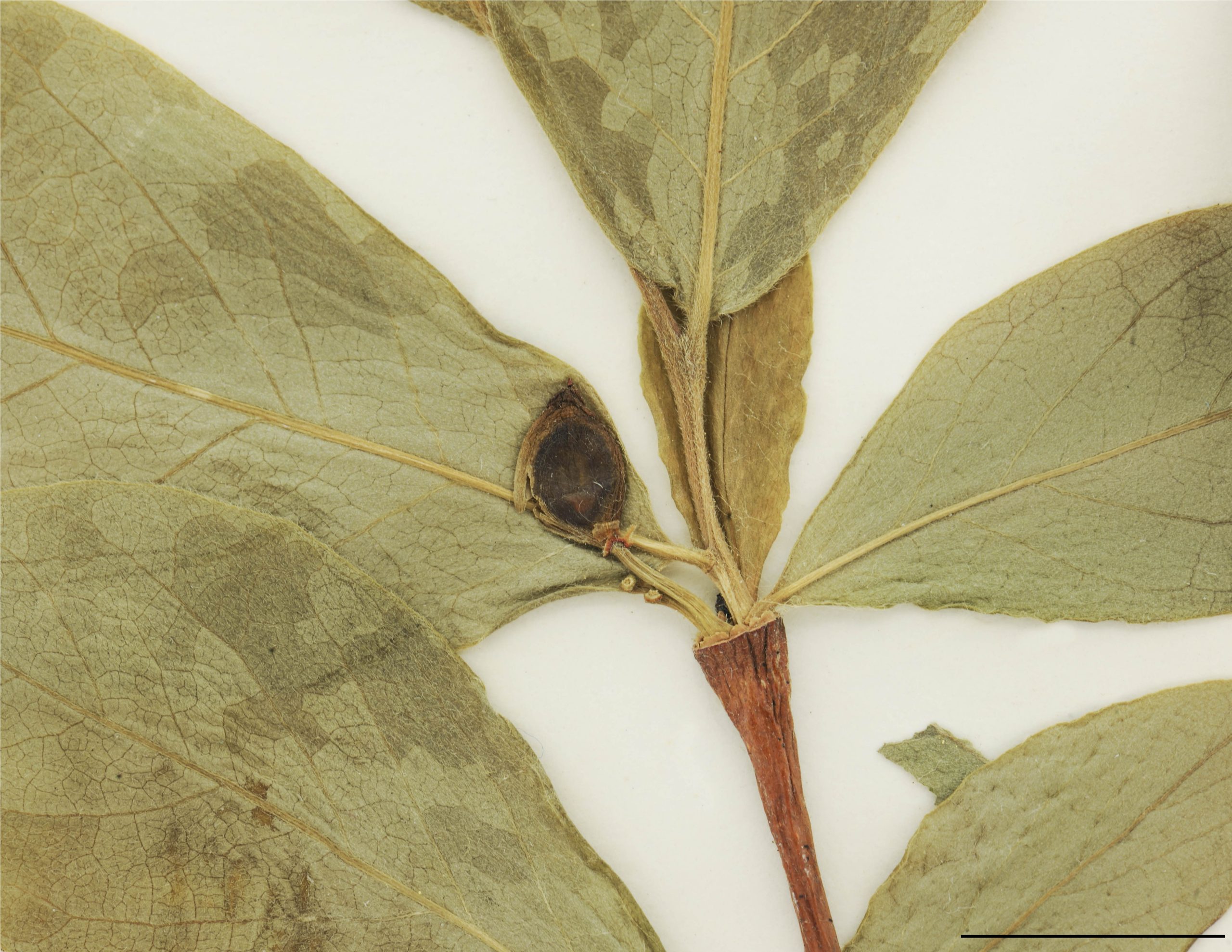 Drupe ovoïde à oblongue, verte ou jaunâtre, devenant rouge foncé en séchant, 8-12 mm de long, se détachant aussitôt à maturité.