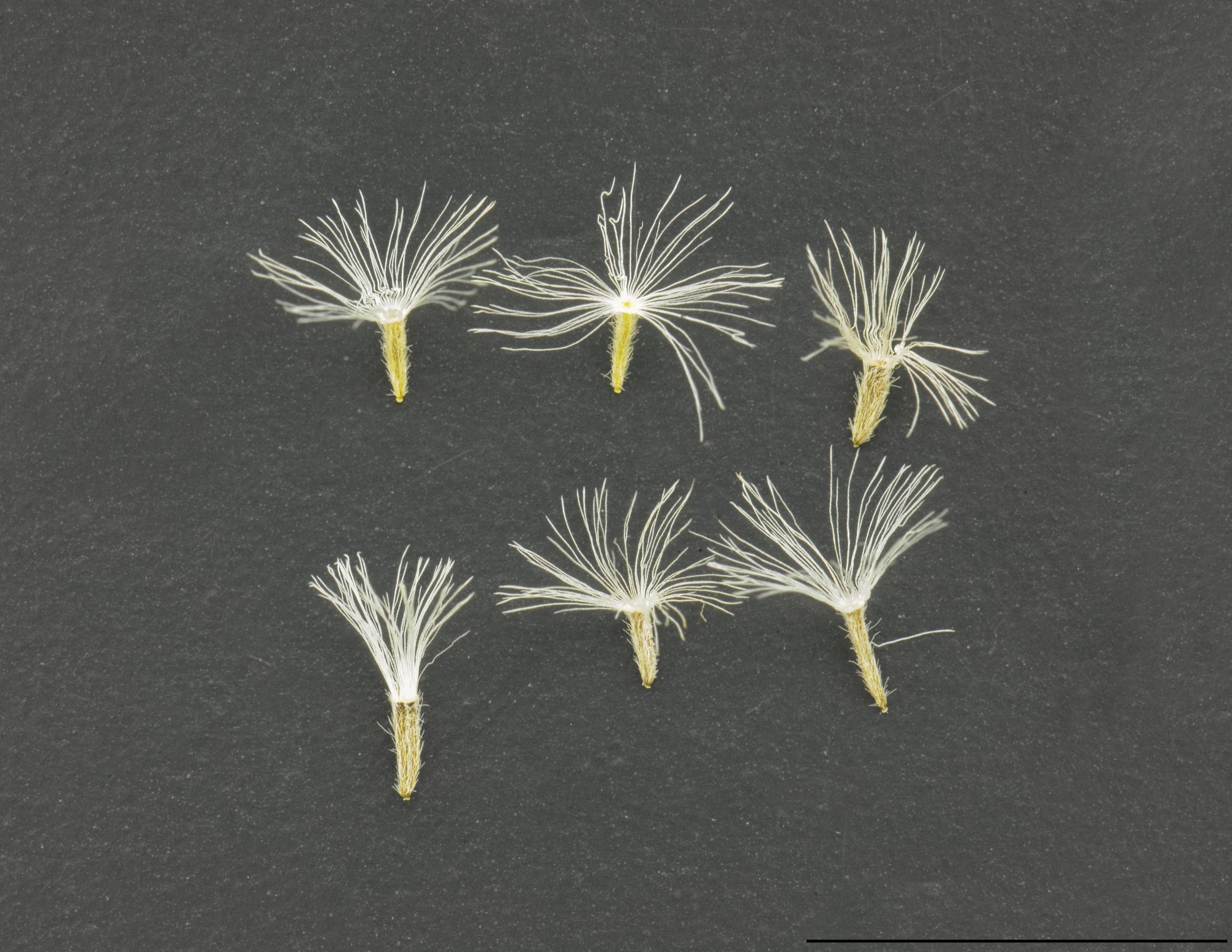 Akènes 1,5 à 2 mm de long, munis au sommet de soies blanches.