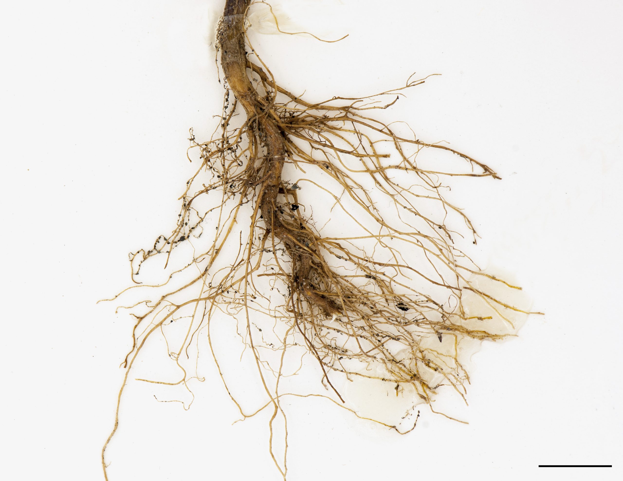 Racines fasciculées.