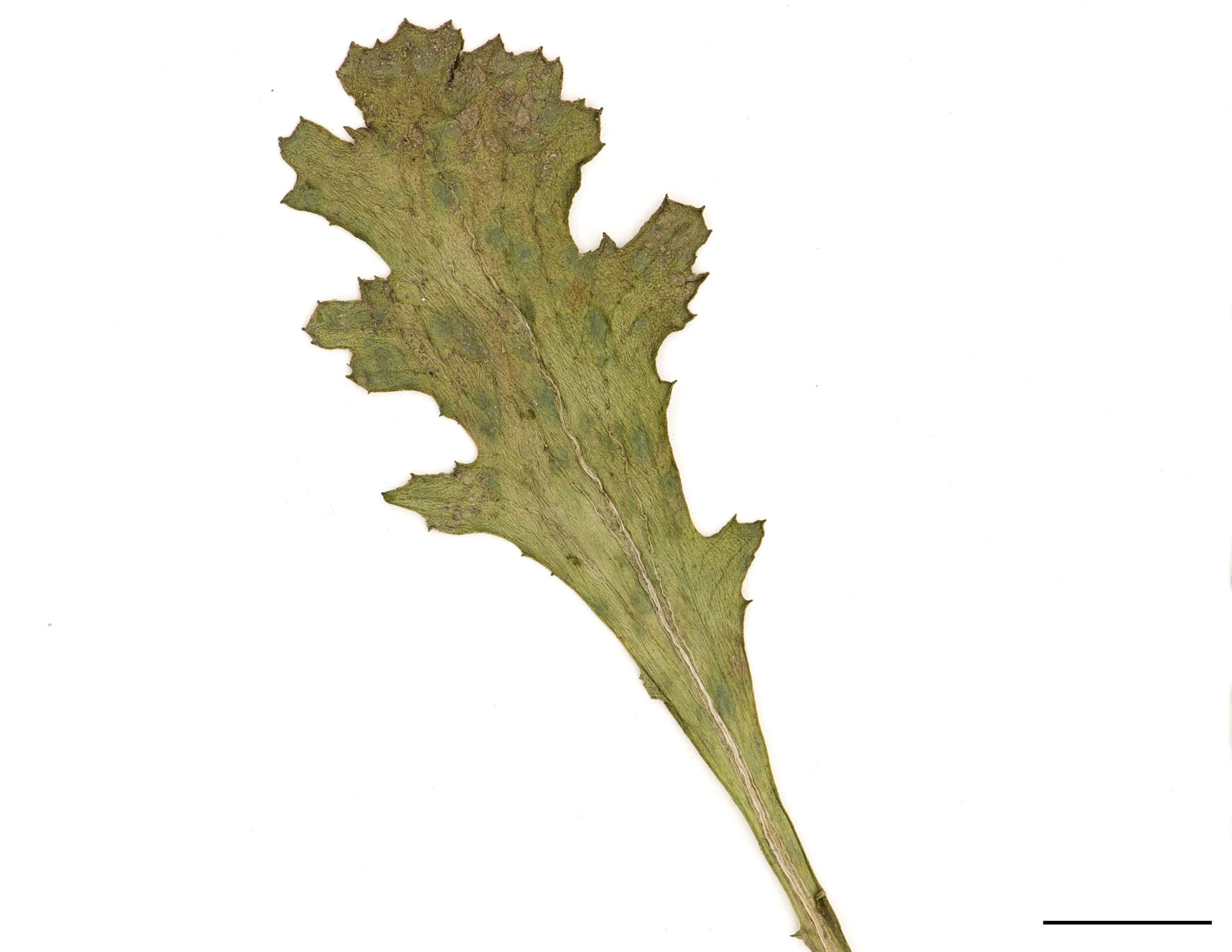 Feuilles glabres ou un peu laineuses, profondément découpées, allongées, bord sinué-denté.