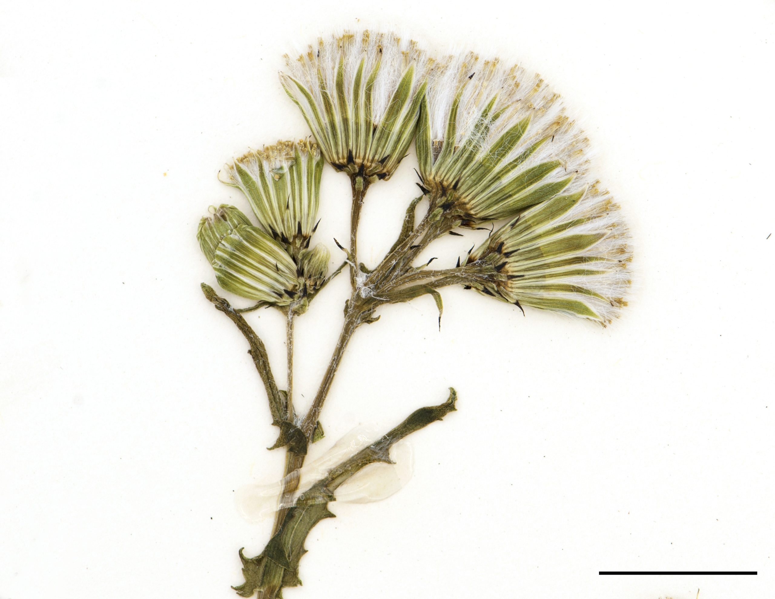 Fleurs jaunes, sans rayons, réunies en petits capitules groupés au sommet des tiges, bractées externes à pointe noirâtre.