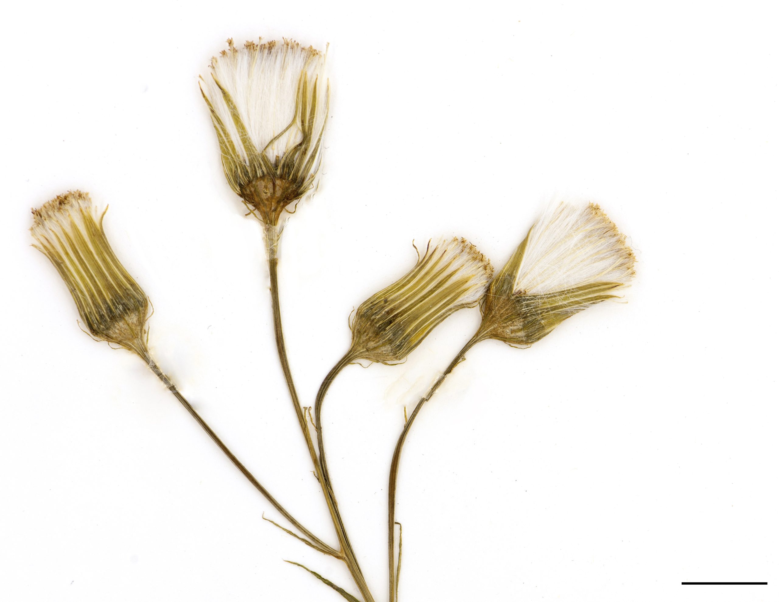 Fleurs blanches à verdâtres, sans rayons, réunies en capitules groupés au sommet des tiges, ces derniers peu nombreux.