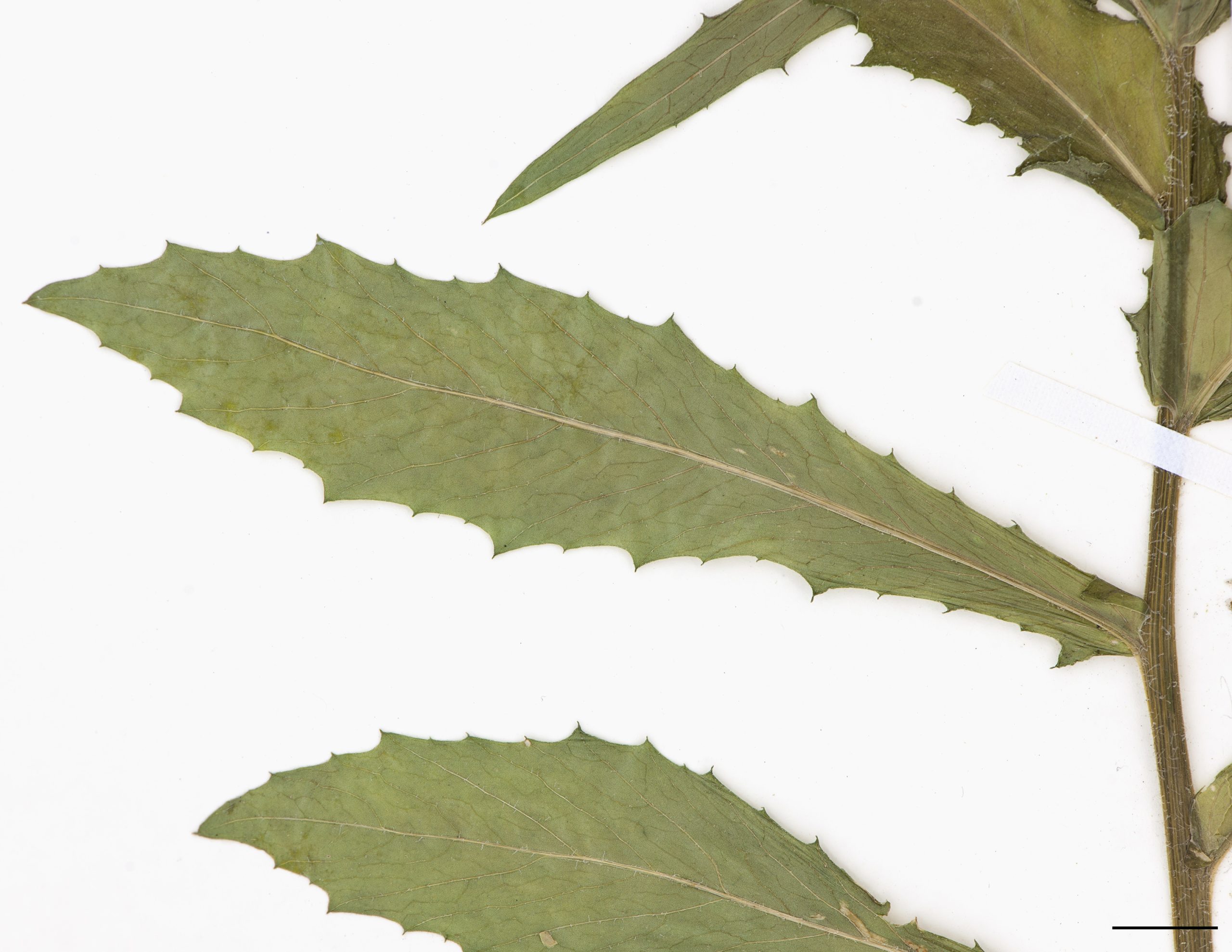 Feuilles ovales à lancéolées, marge dentée, un peu charnue, glabre.